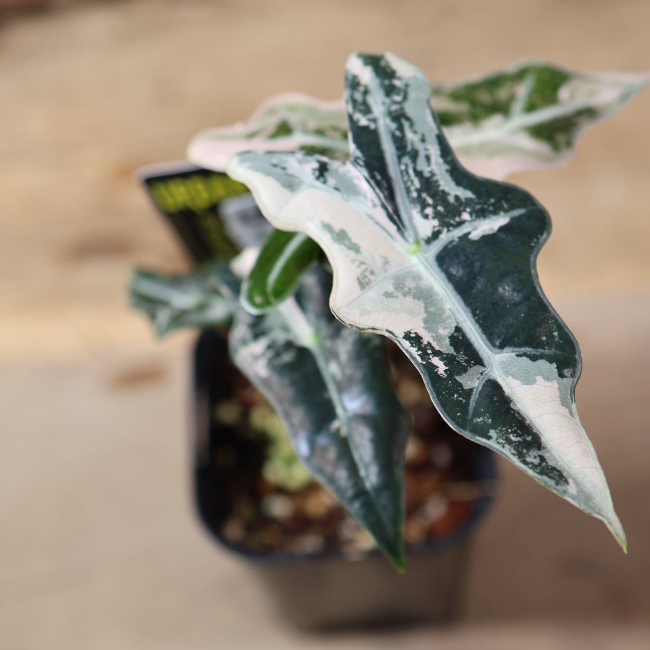 ALL ITEM | MARX PLANTS | 観葉植物・多肉植物・塊根植物
