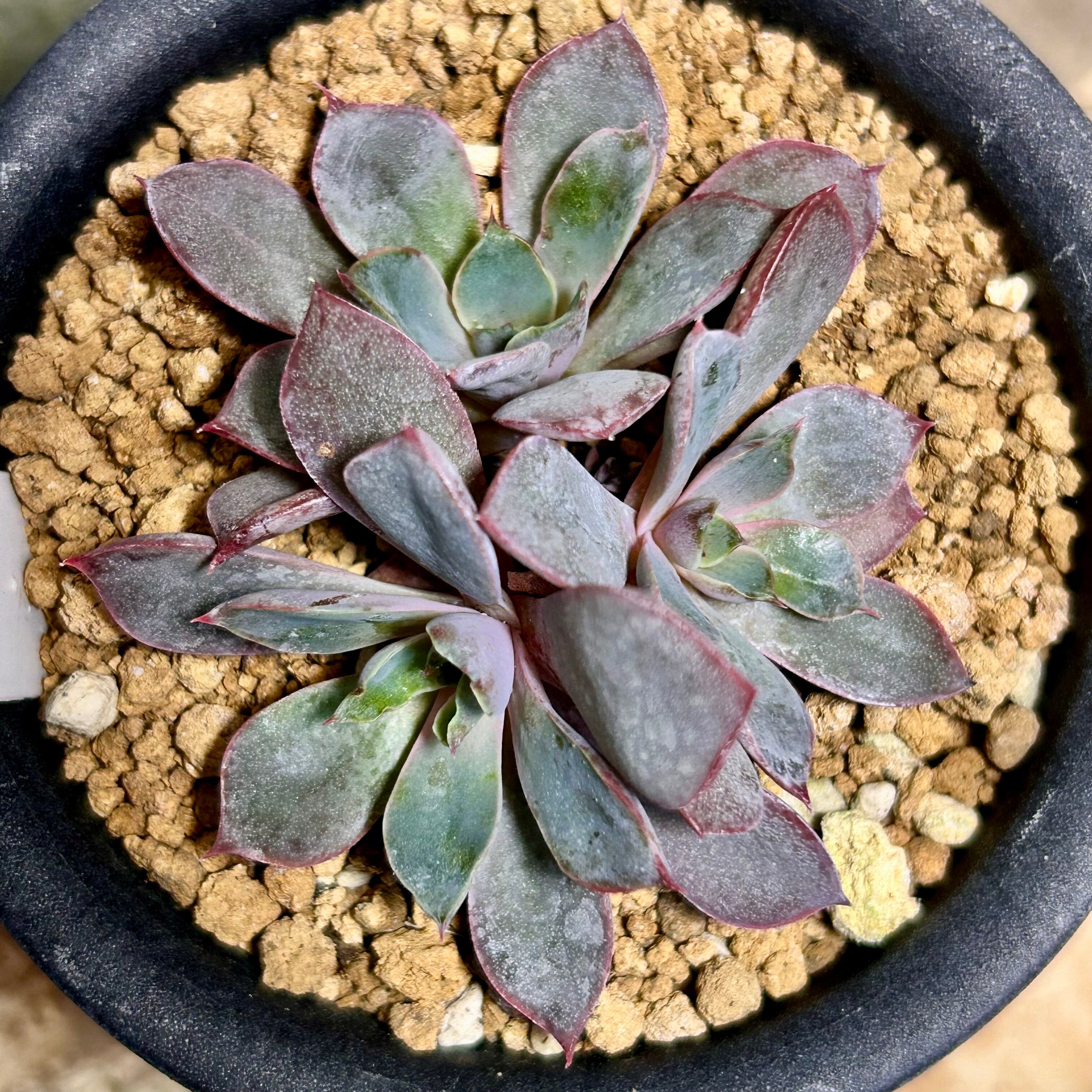 T) レッドレンズ オブツーサ錦 ハオルチア | RuPo 多肉植物専門店