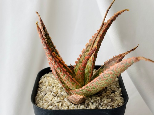 Aloe hybrid　アロエ　ハイブリッド　多肉植物