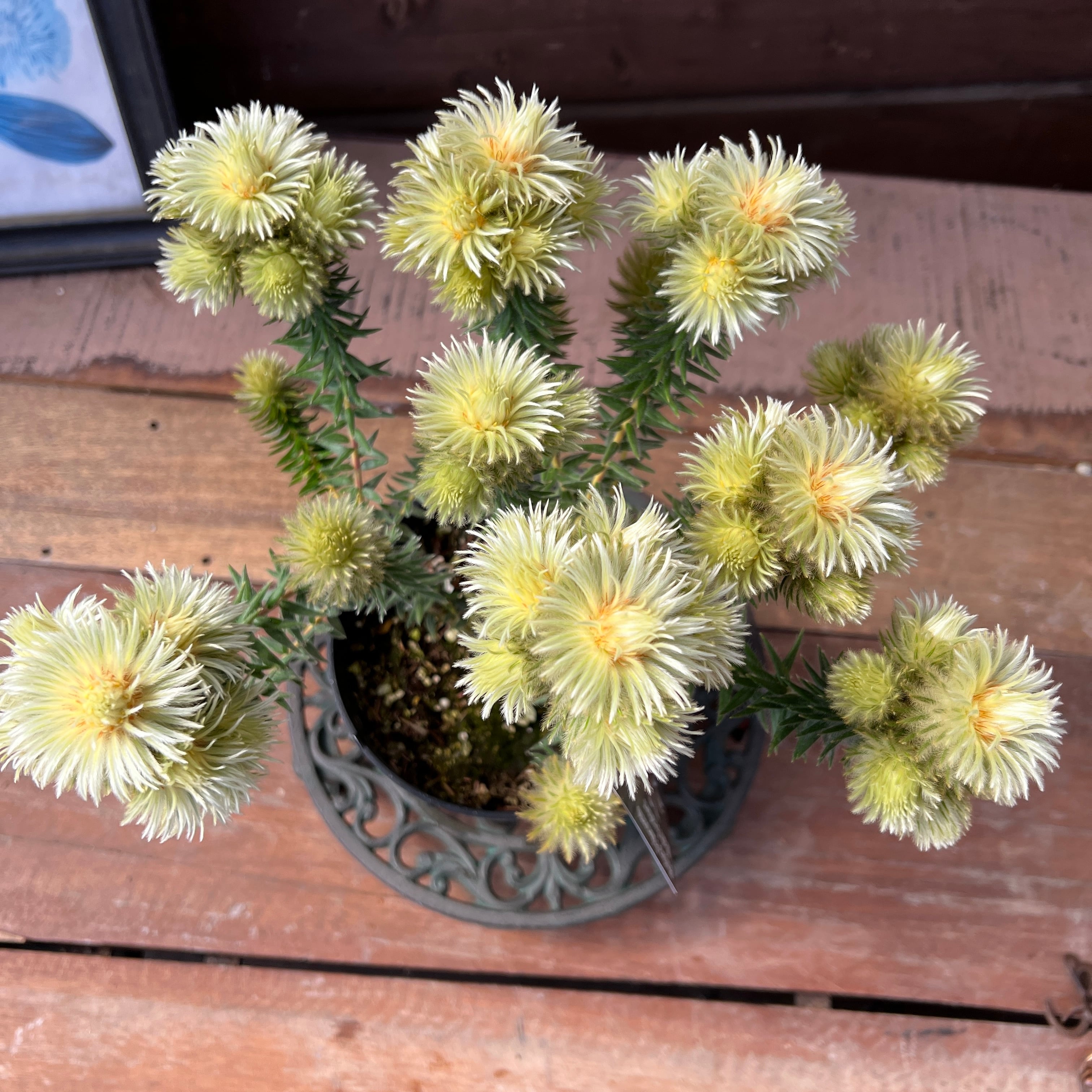 フィリカ プベッセンスワフトフェザ② | 沼ノ上農園