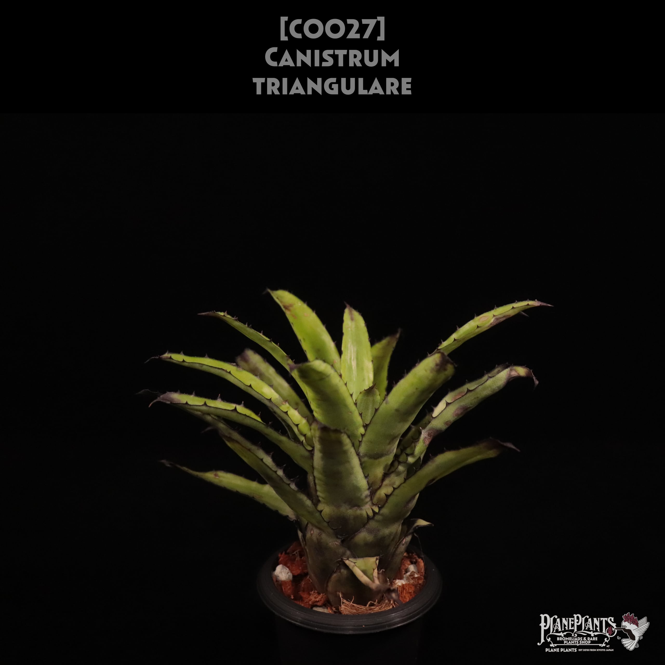 Canistrum | plane plants