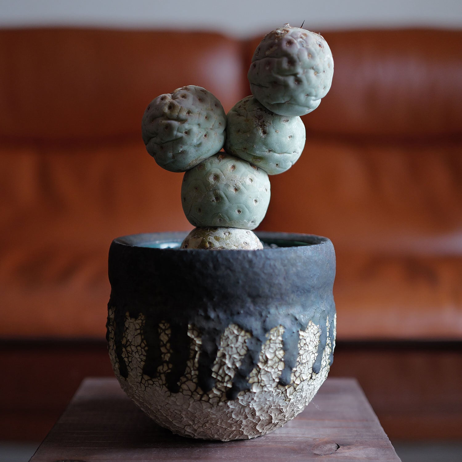 大球 5球 棘無し テフロカクタス ゲオメトリクス | LIGHTHOUSE.PLANTS