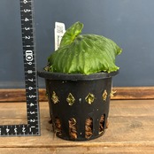 ビカクシダ　マダガスカリエンセ　P.madagascariense【902】