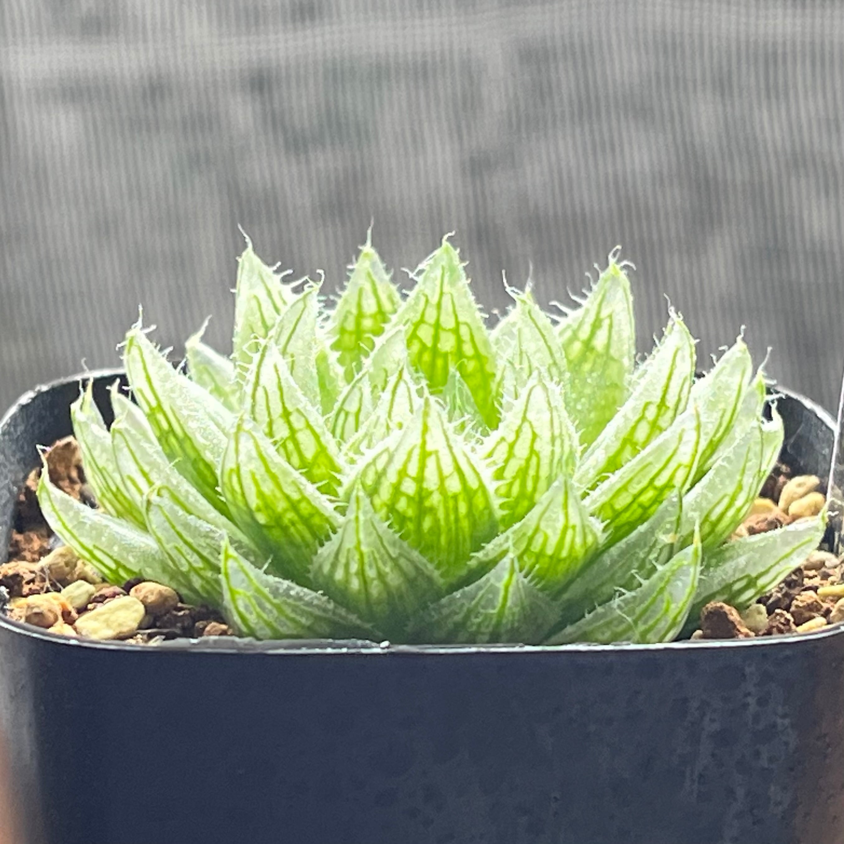 ハオルチア エメラルドLED錦(微斑) | mocono_plants