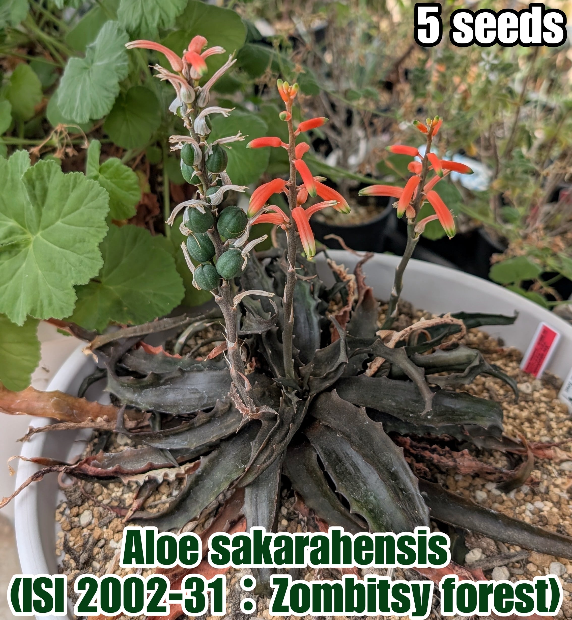 種子/5粒】Aloe sakarahensis (ISI 2002-31)/アロエ・サカラヘンシス