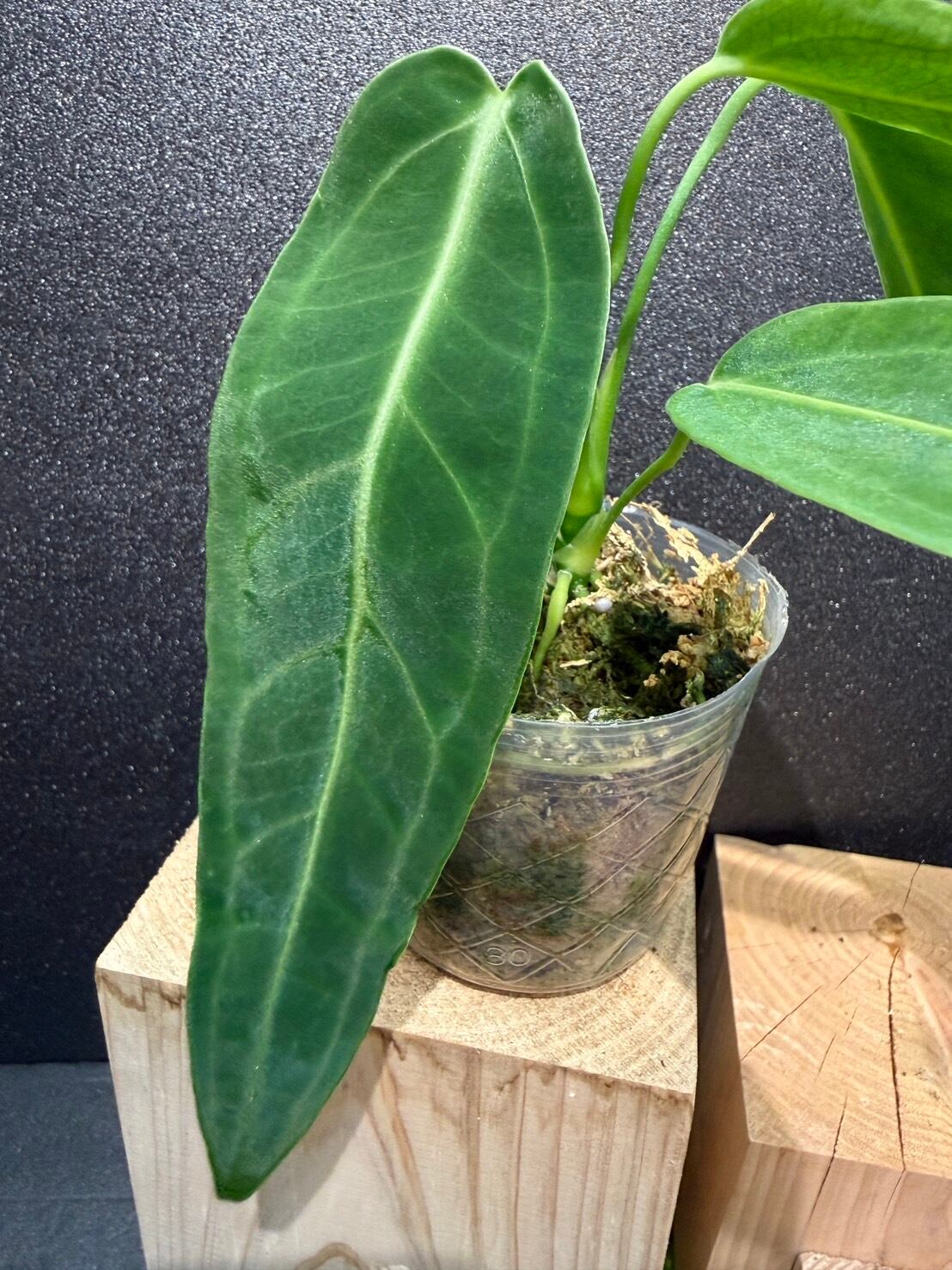 アンスリウム ワロクアナム 斑入り 4号 観葉植物 葉傷みあり