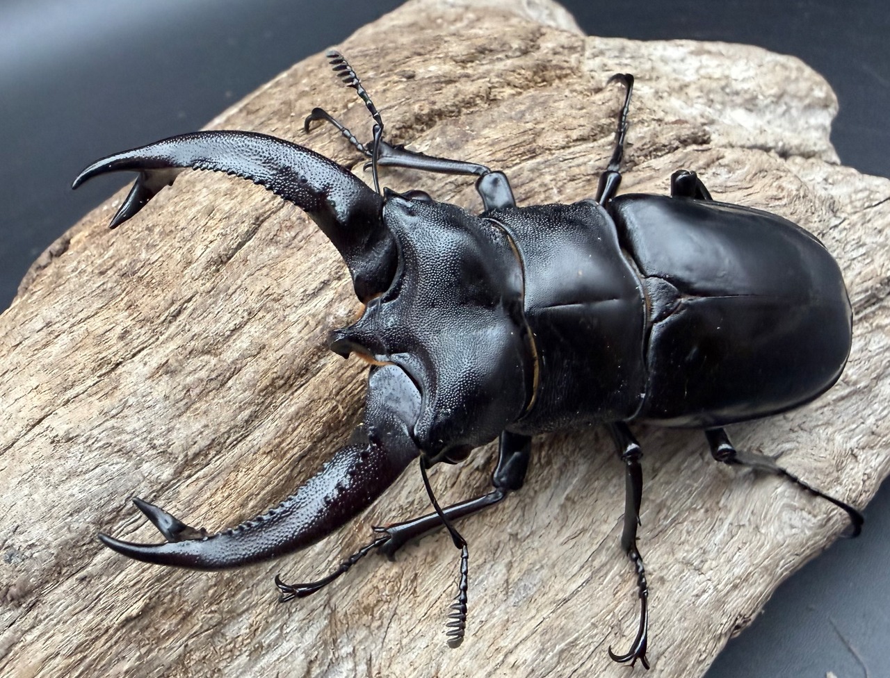 【WD】《ブケットフタマタクワガタ 80mm ペア》