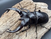 【WD】《ブケットフタマタクワガタ 80mm ペア》