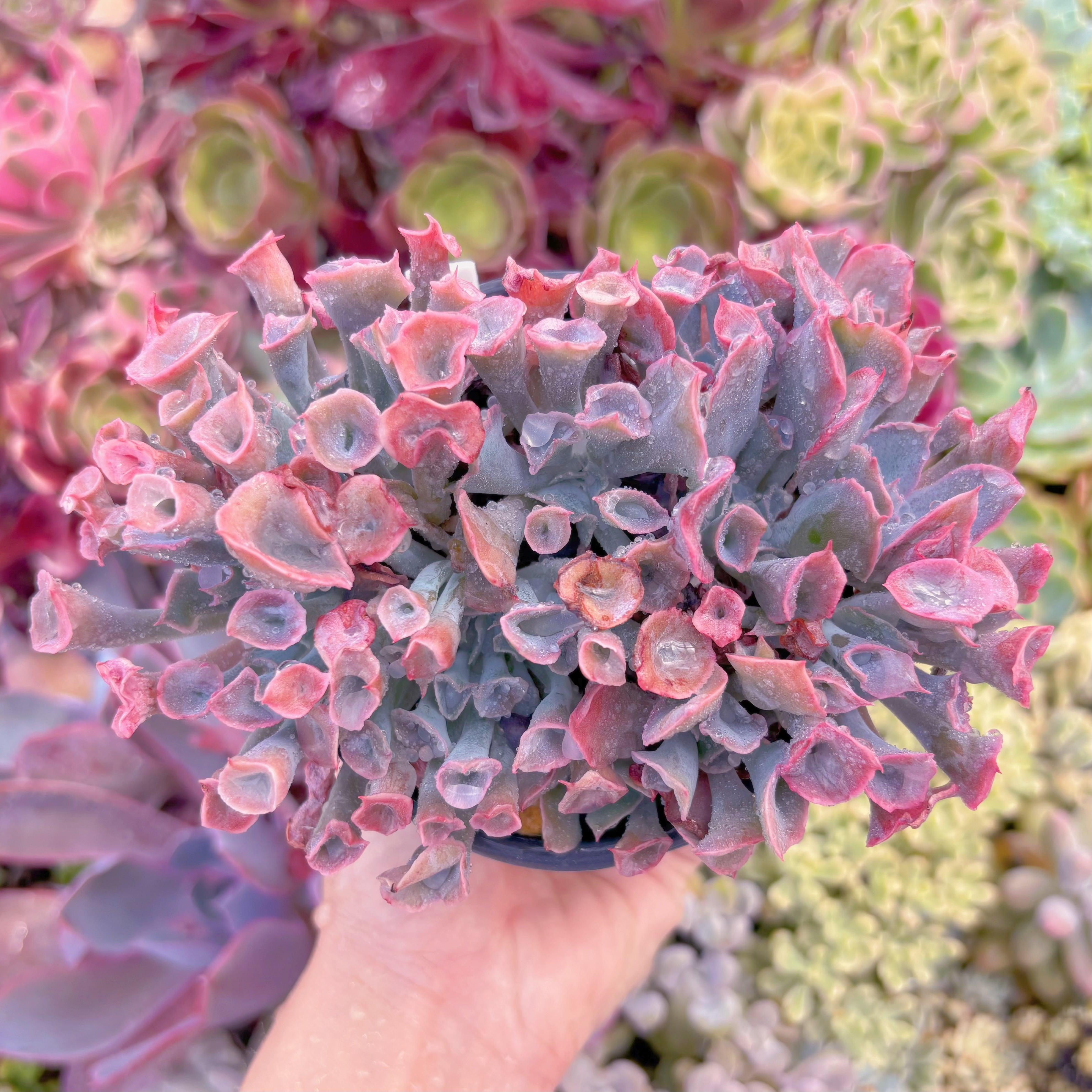 現品　魔笛#A81　るる農園