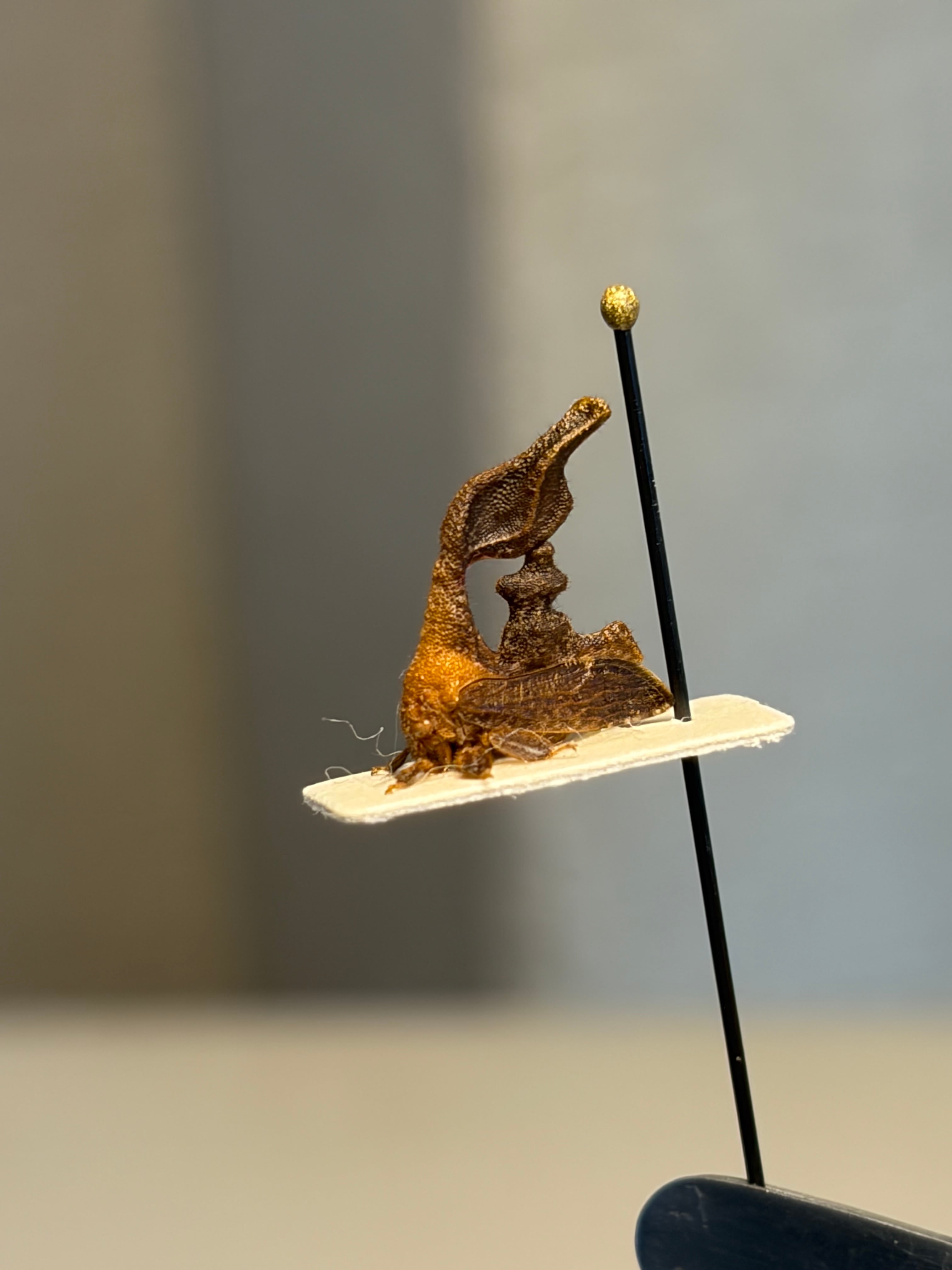 7mm】ヒメコエダツノゼミ 標本 角蝉セミ ホタル 蛍 タマムシ チョウ