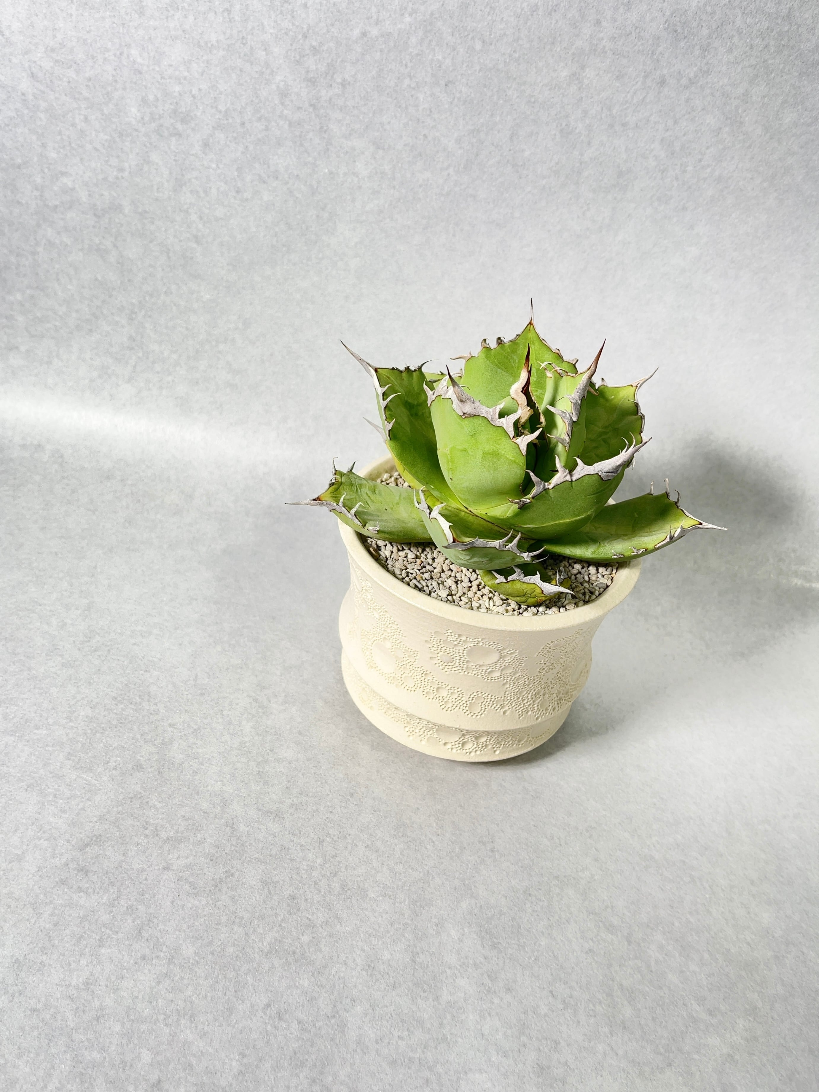 アガベ・チタノタFO-76(EU) | trigger