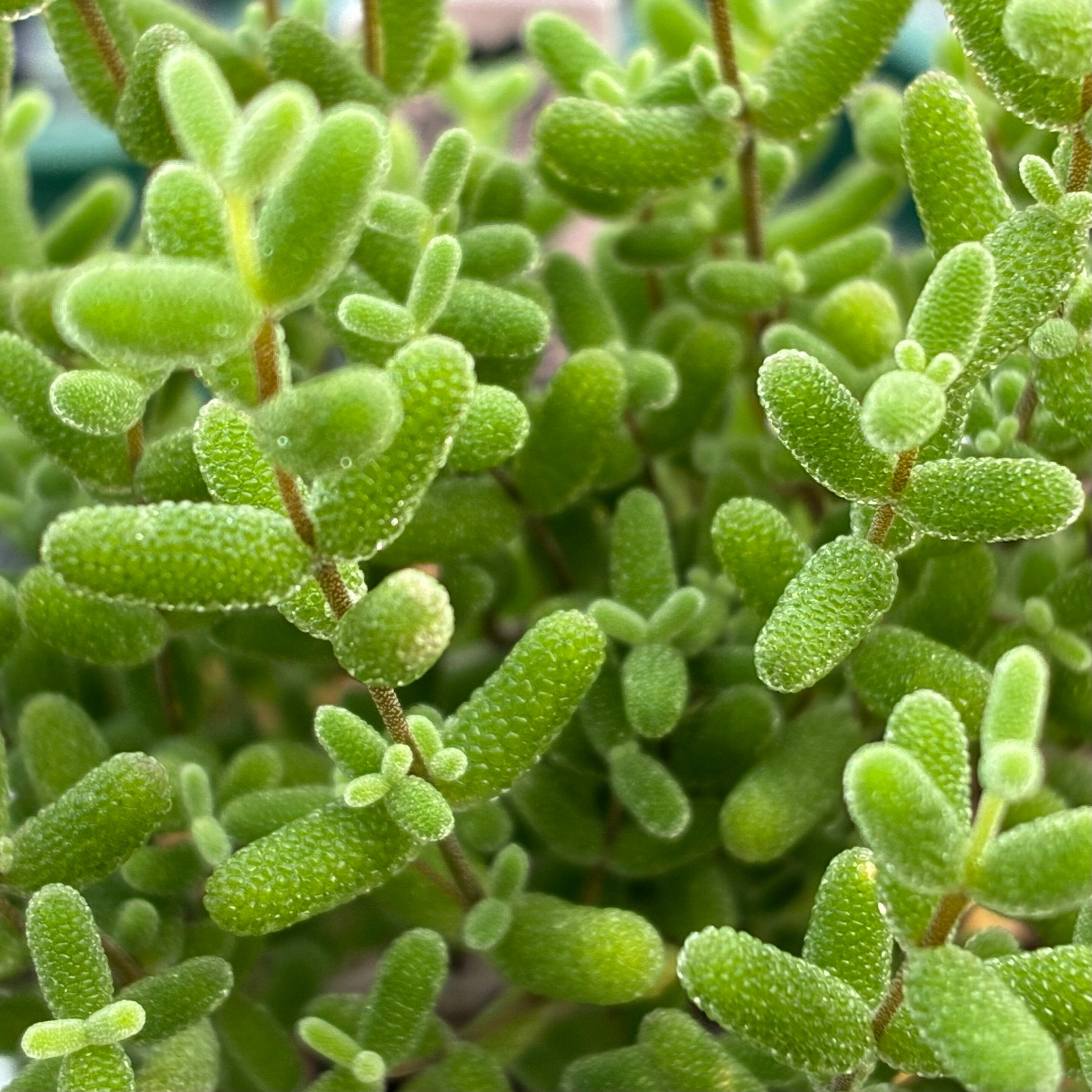 ハオルチア 太陽の恋人(微発根) | mocono_plants