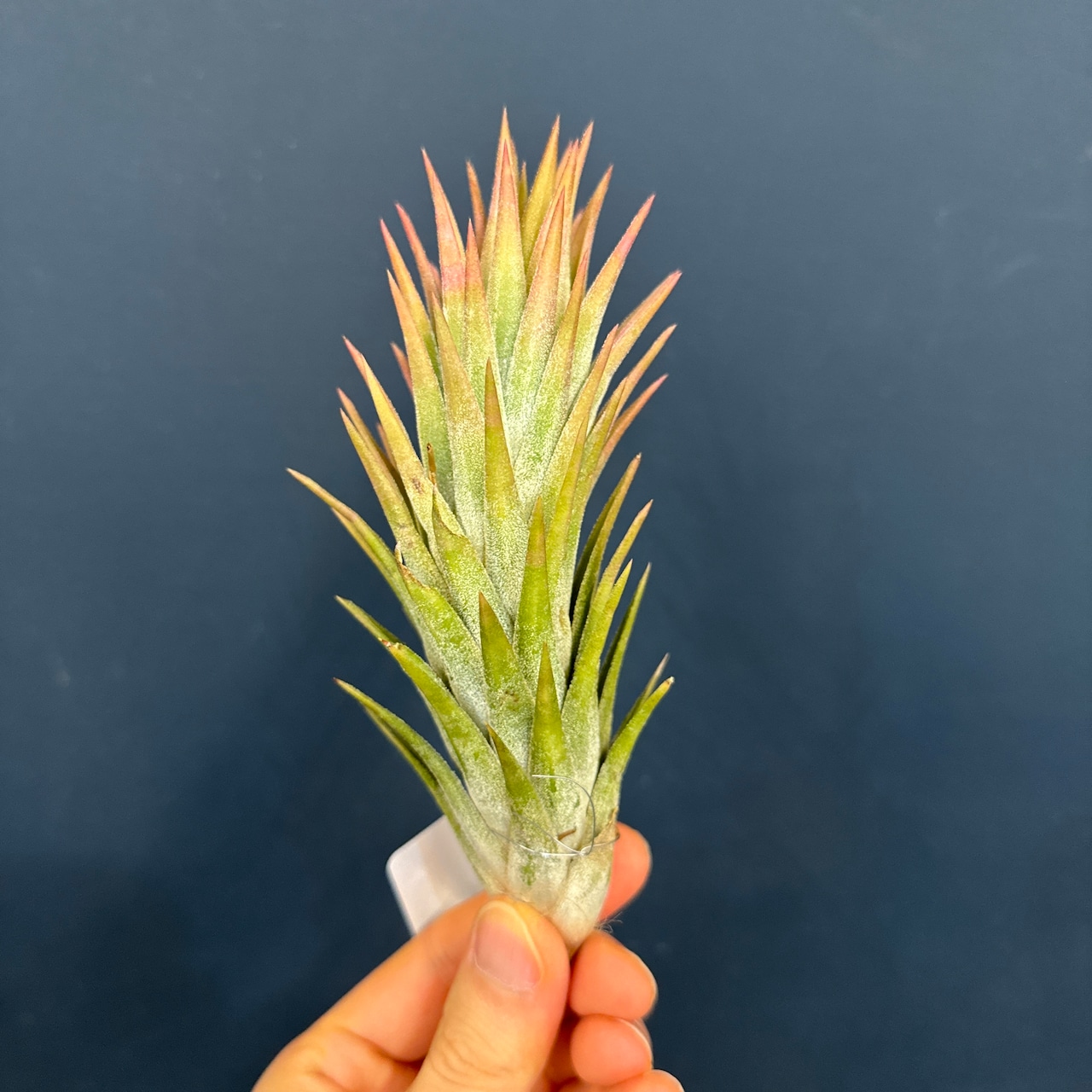 チランジア イオナンタ バンハイニンギー【671】