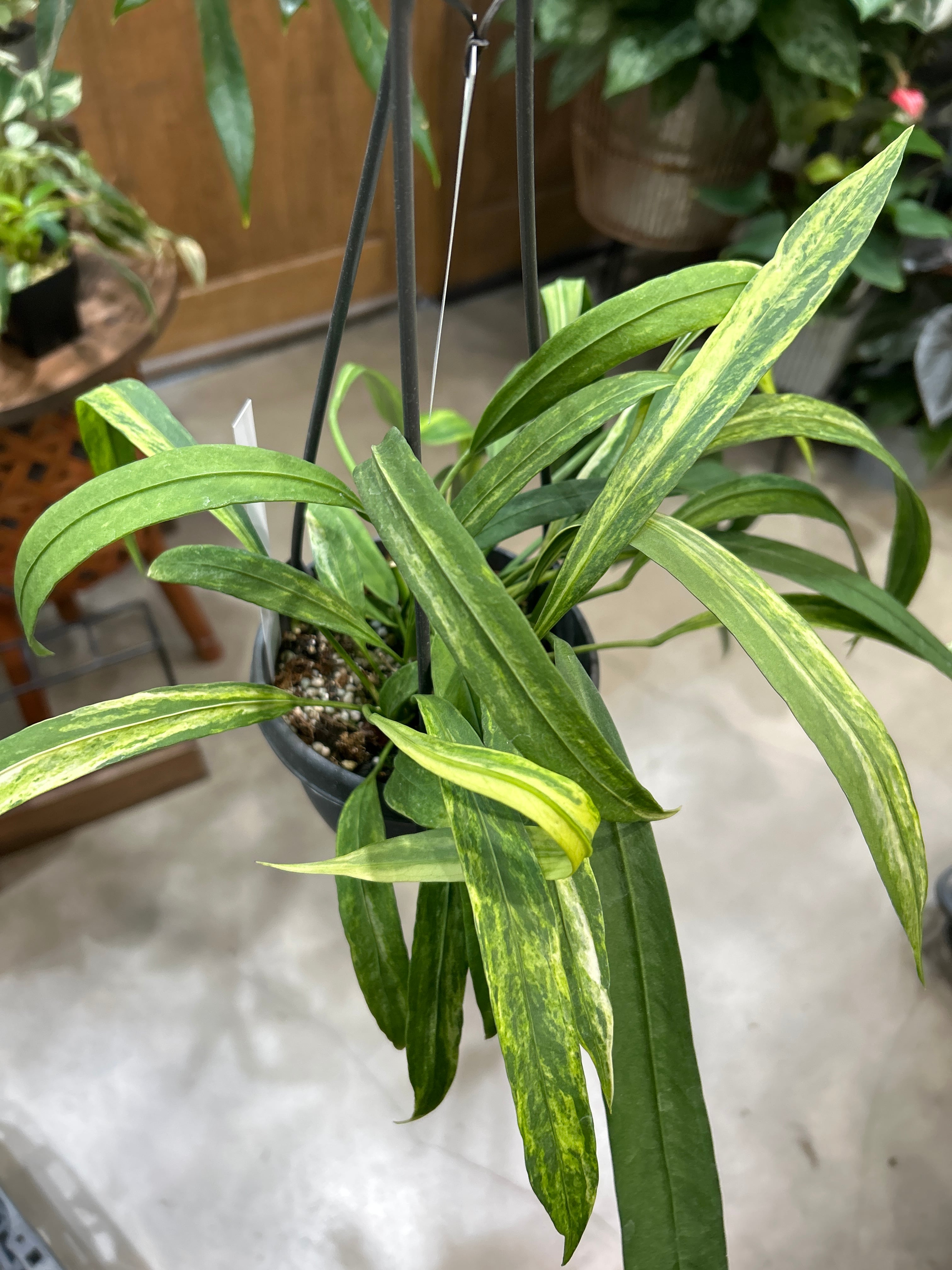 A アンスリウム ビッタリフォリウム 斑入り | MIDORIYA 観葉植物専門店
