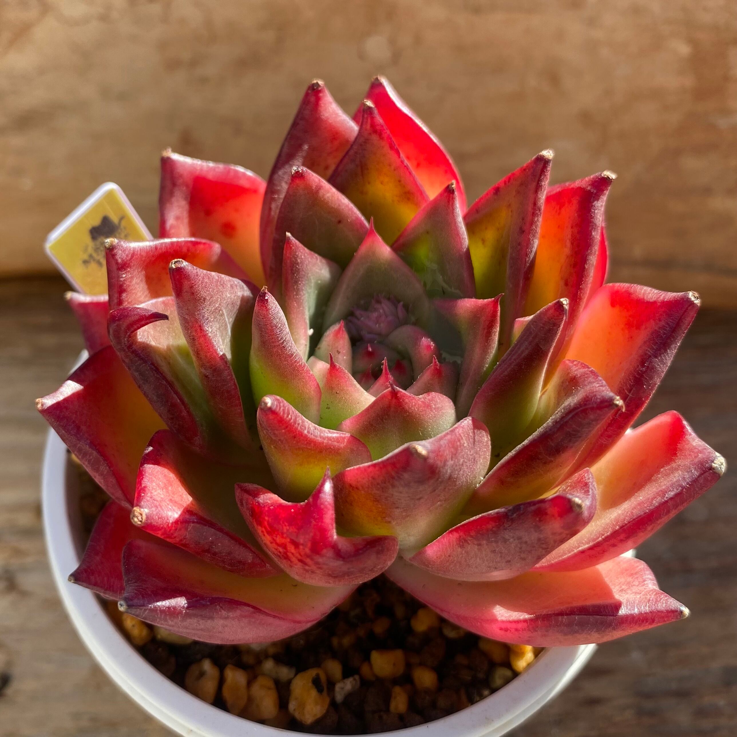 ハオルチア ピグマエアミュータント実生 特異株 | mocono_plants