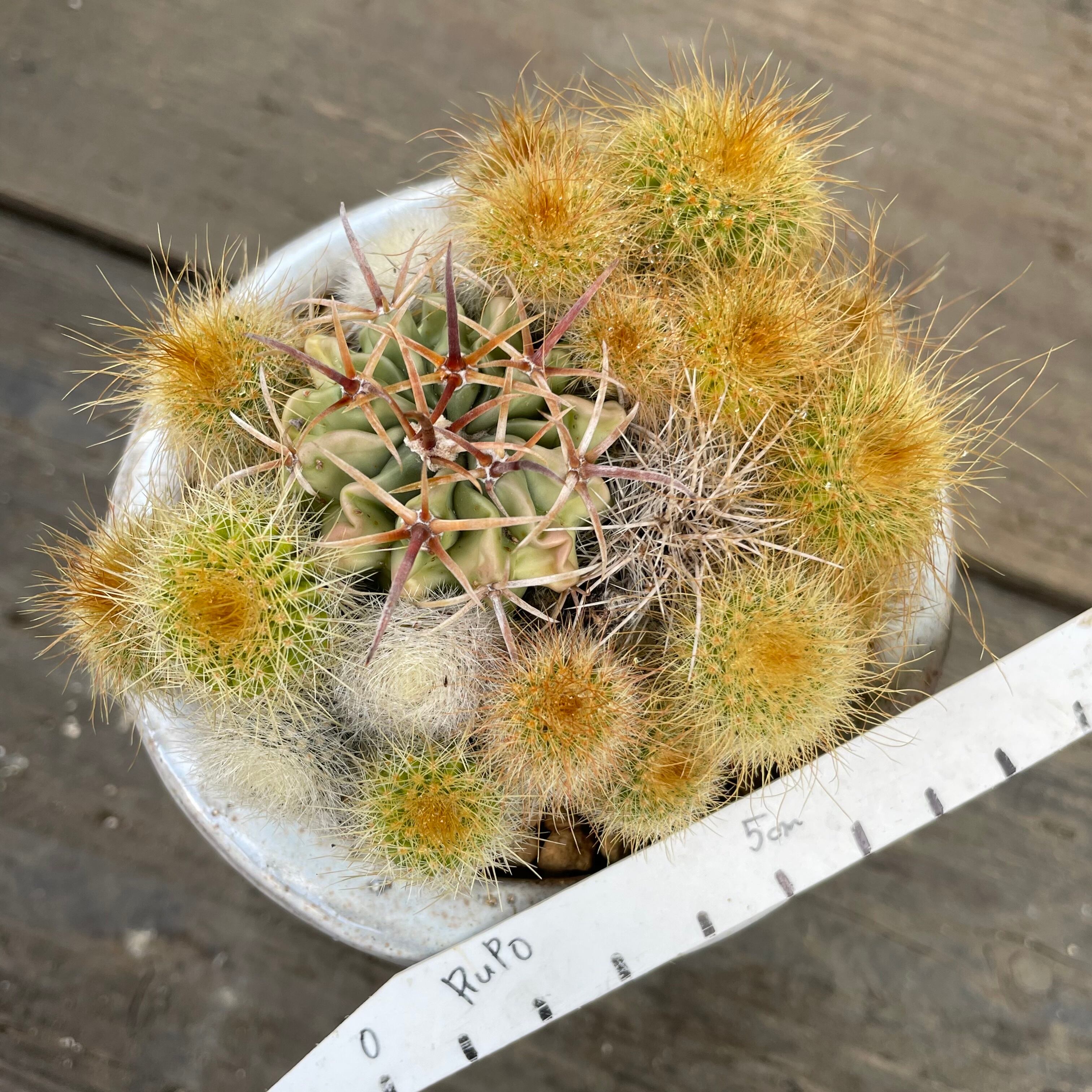 T)サボテン寄せ植え 鉢付 | RuPo 多肉植物専門店