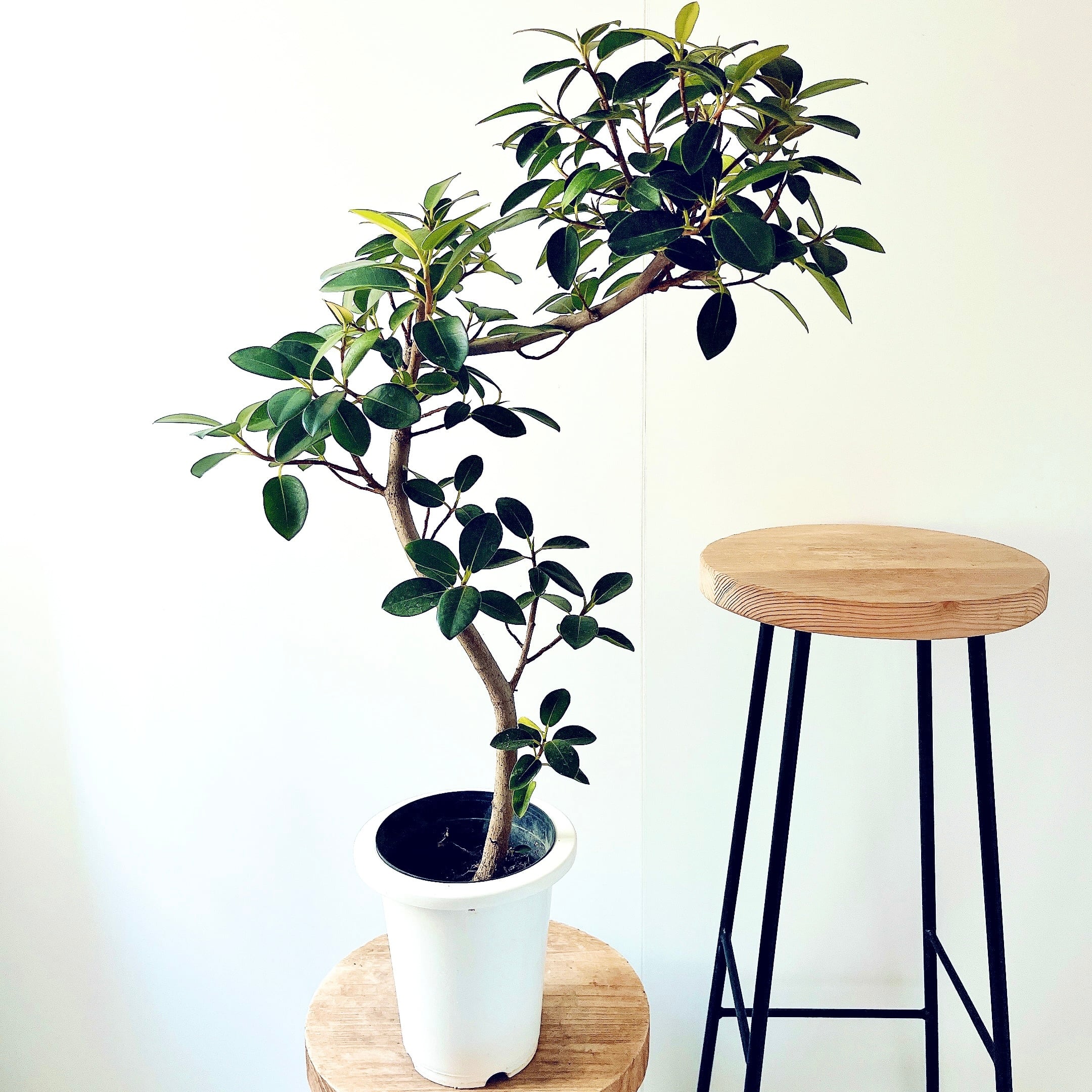 希少 バンダ（Vanda） エアープランツ仕立て 現品限り calm cafe 希少 バンダ（Vanda） エアープランツ仕立て 現品限り calm cafe
