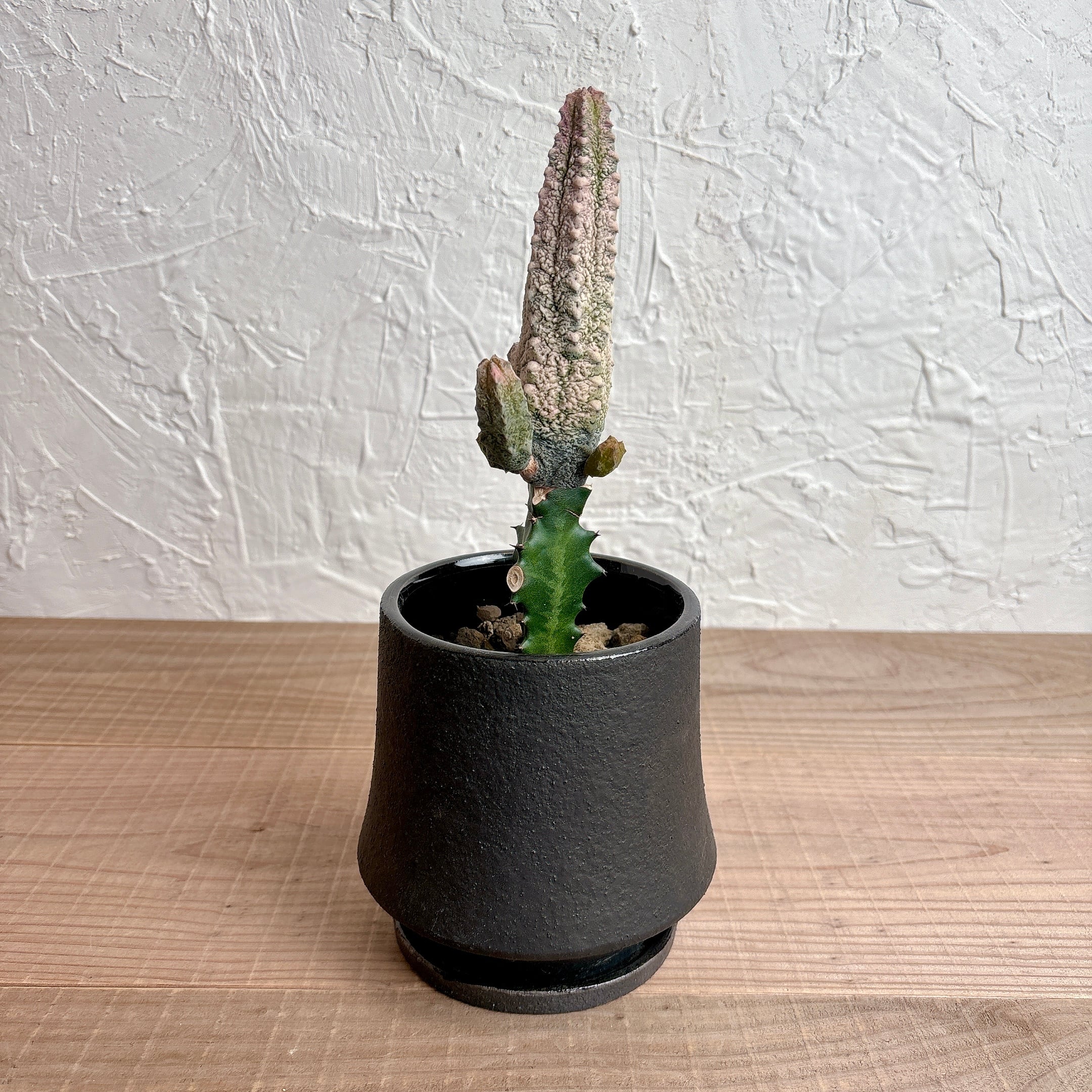 ユーフォルビア アブデルクリ ダマスク | yu25plants