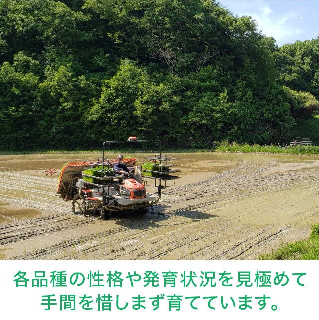 年間予約・定期便〉きぬむすめ 農家直売・特別栽培米 滋賀県産・近江米