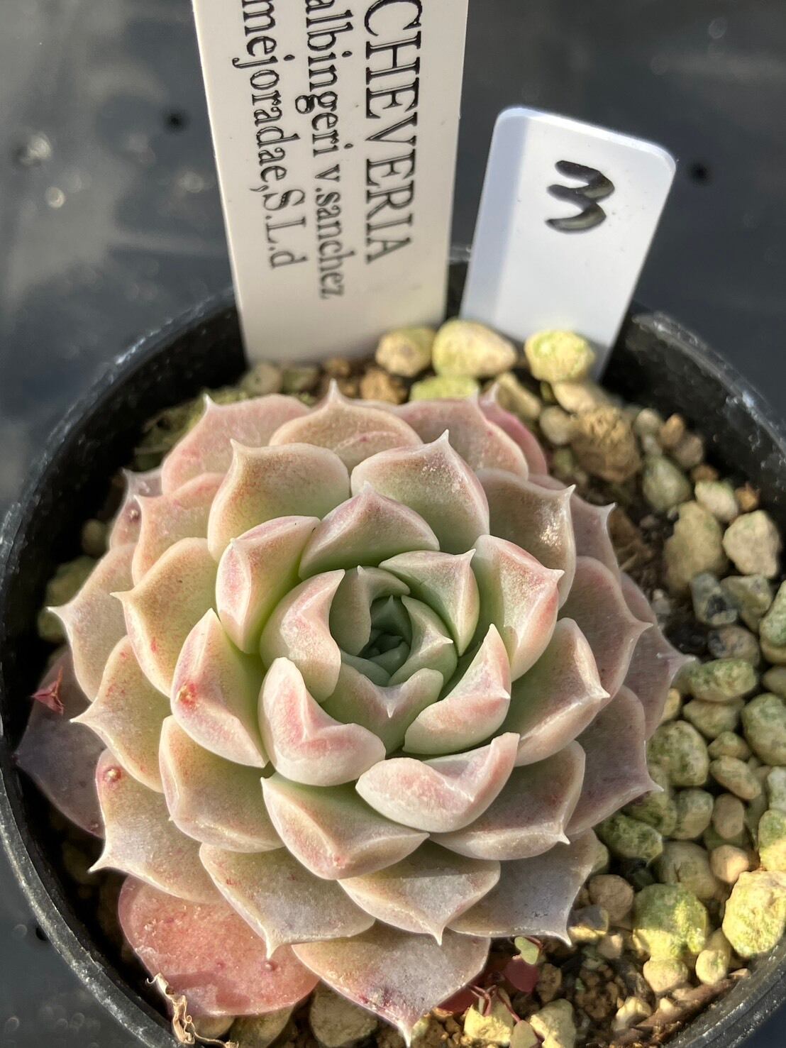 現物商品】サンチェスメヨラダエ ③ | 多肉植物研究所