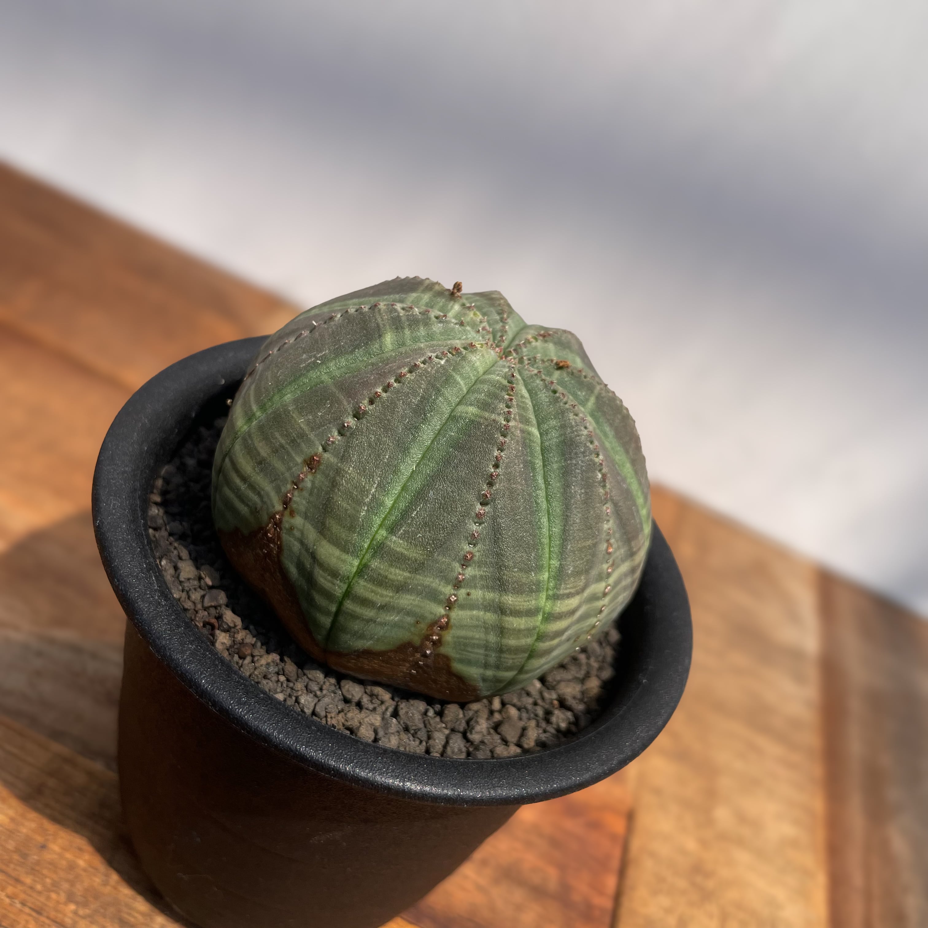 ユーフォルビア オベサ 群生株 オベサブロウ 多肉植物(検索 バリダ