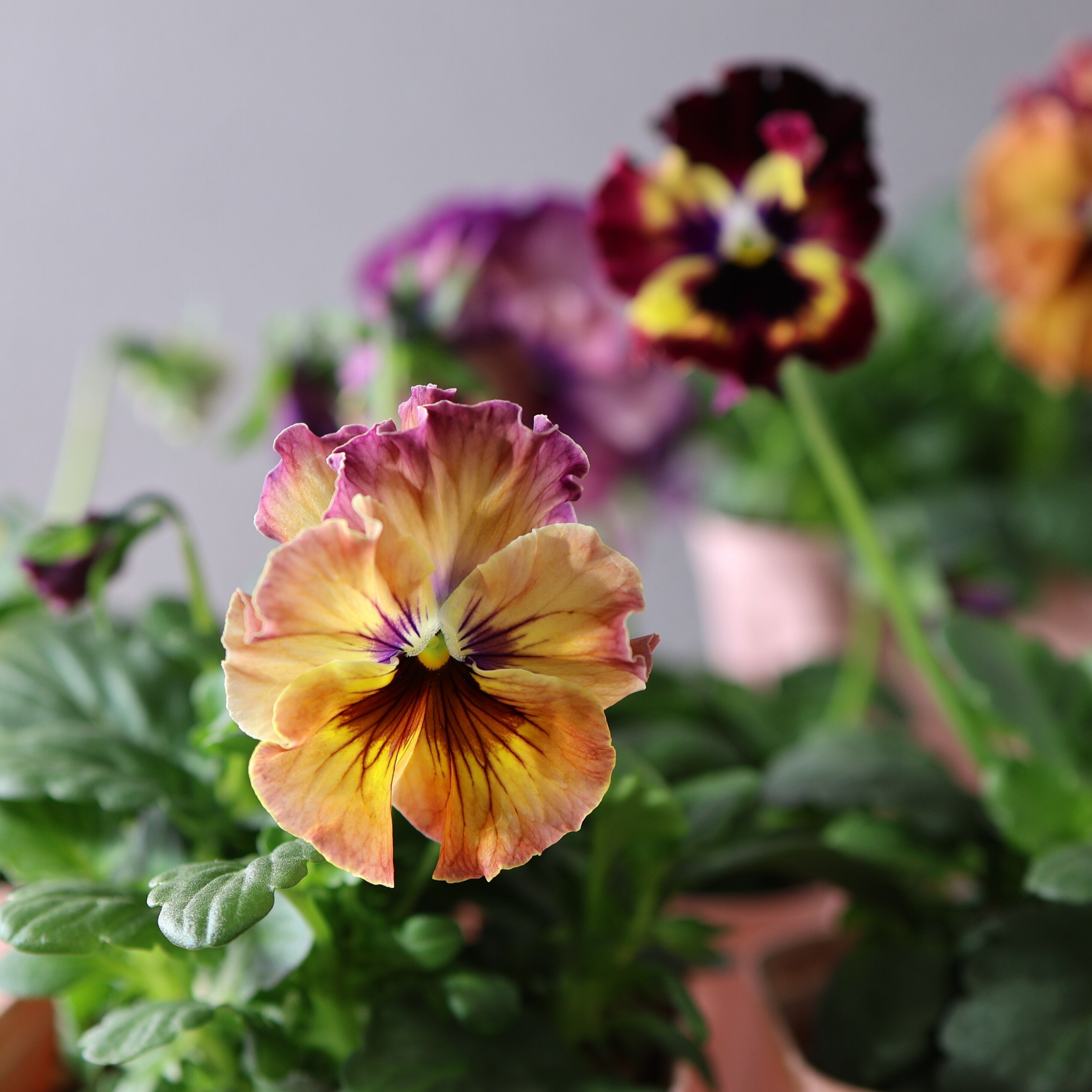 480 桂楓園さんオリジナルのフリル咲きパンジー『フェデネージュ モネ