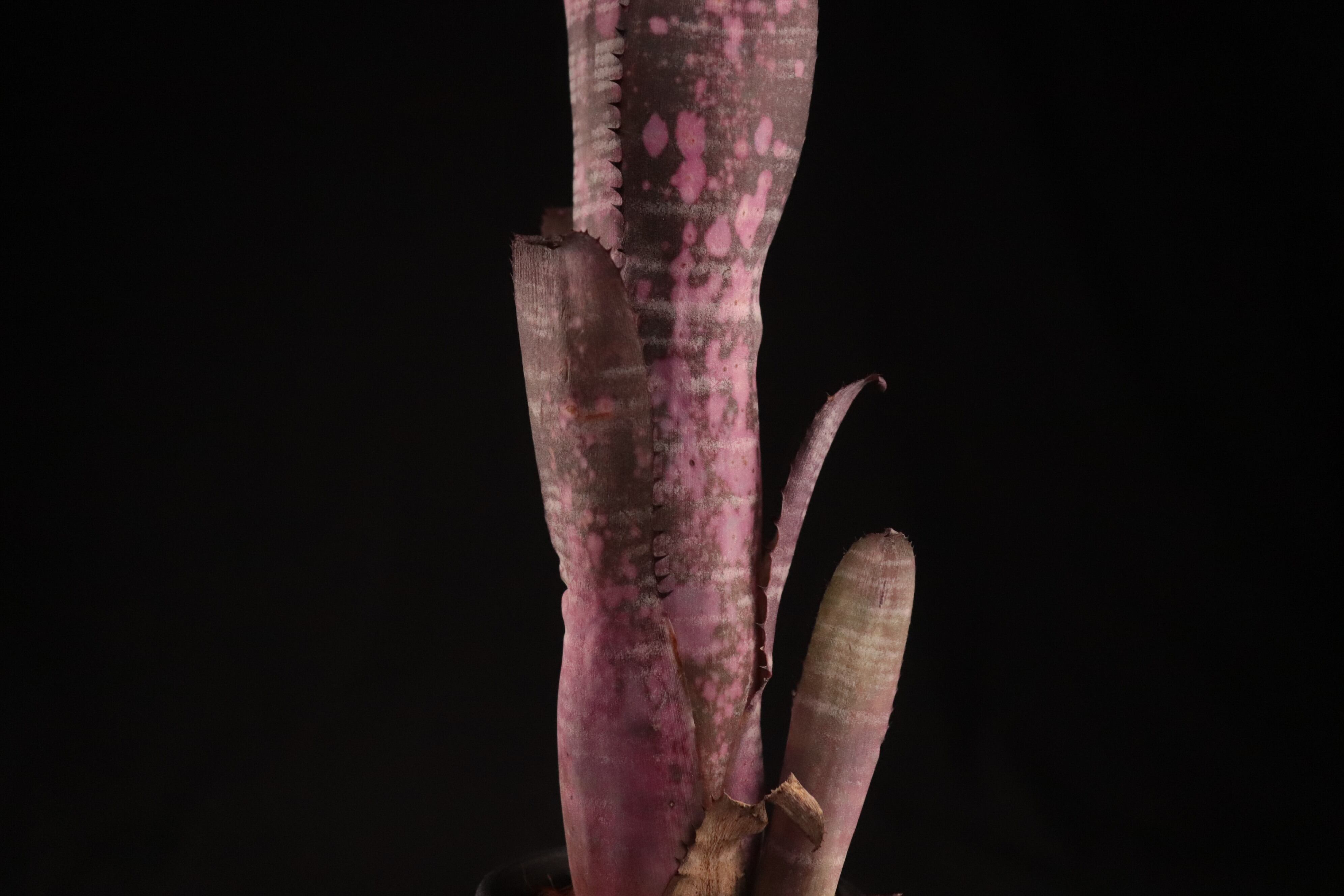 送料無料】Billbergia 'Moulin Rouge'〔ビルベルギア〕現品発送B0129