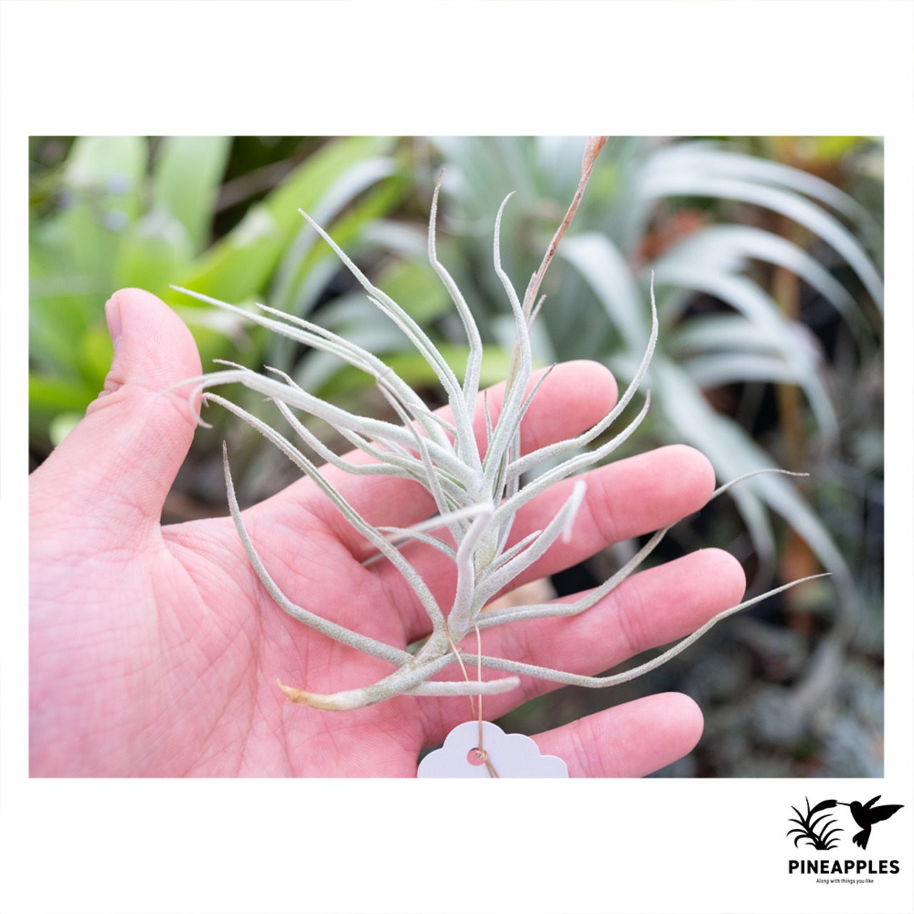 Tillandsia paleacea (Flaca) - 1