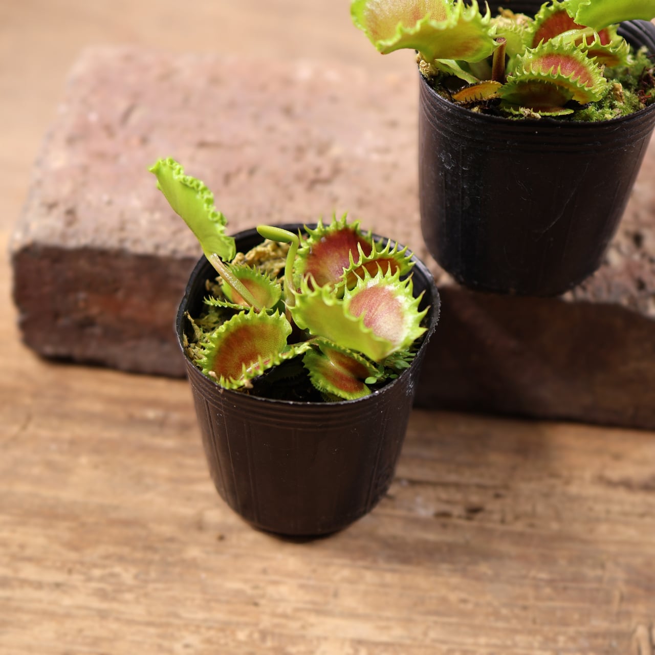 681『ハエトリソウ Dionaea muscipula 'dumpling 』 観葉植物【送料