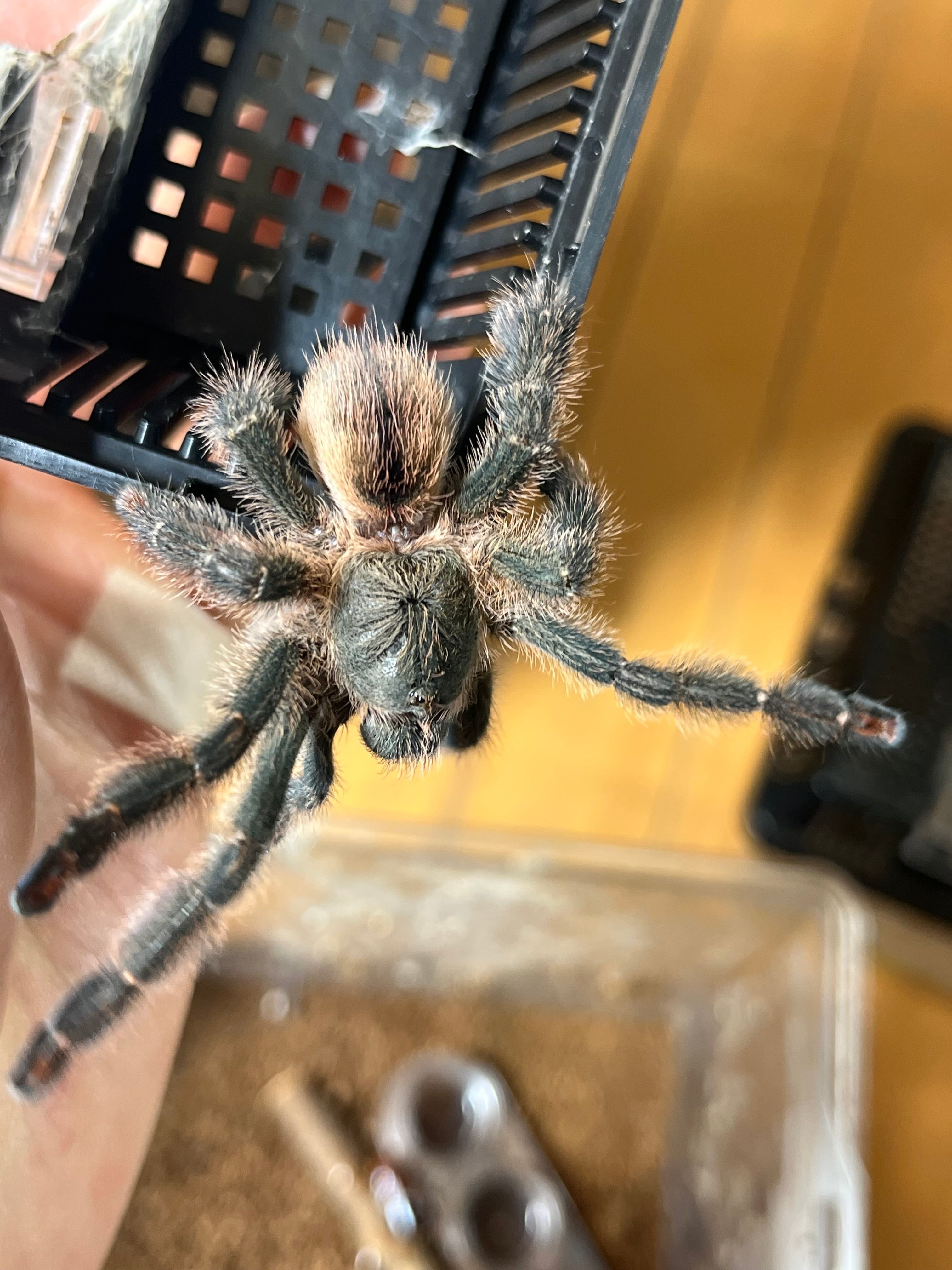 ペア】オリベイラフェイスハガータランチュラ LS7cm程 ムカデ