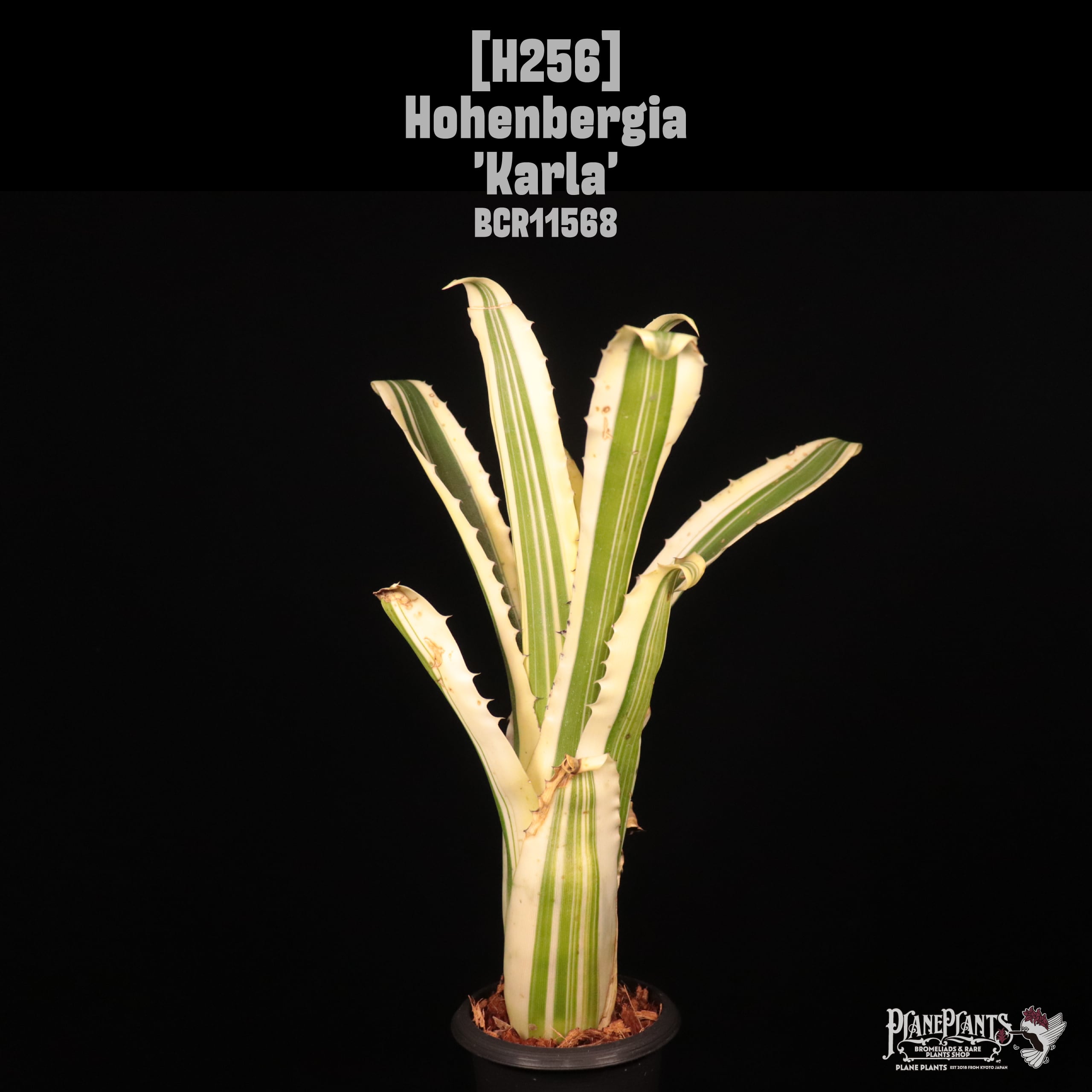 Hohenbergia 'Karla'〔ホヘンベルギア〕H256