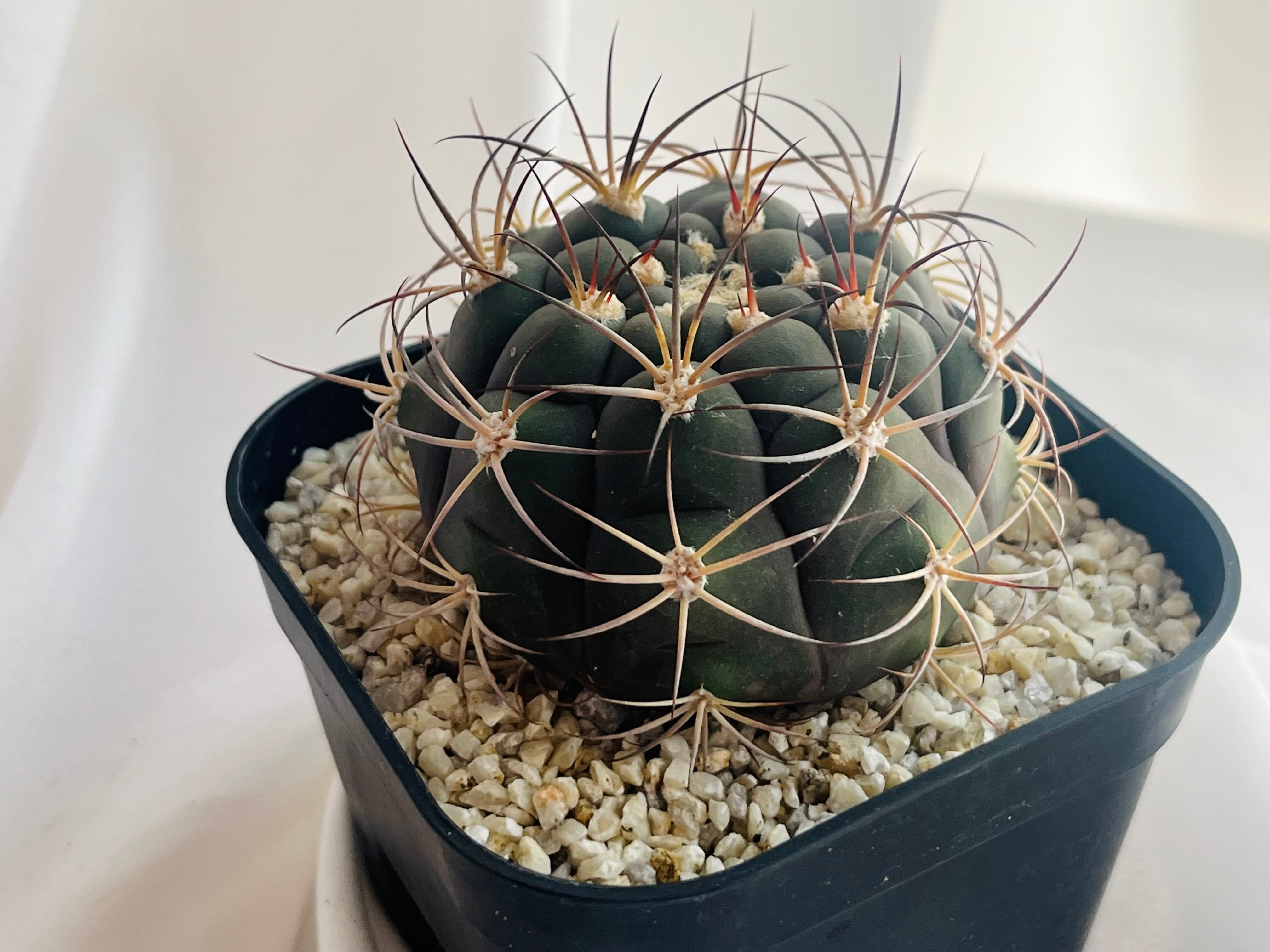 Gymnocalycium pflanzii v. albipulpa ギムノカリキュウム 尾形丸