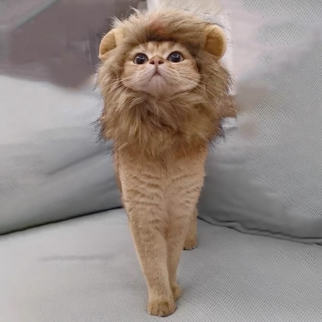 ライオン被り物　猫　帽子　コスプレ