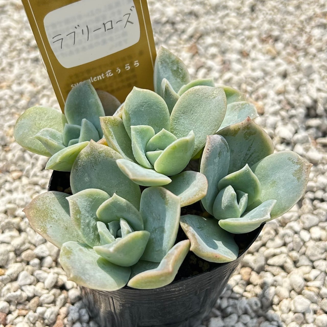 天使の雫 一寸苗 多肉植物 セダム | Succulent 花うらら 〜多肉植物