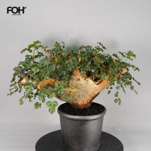 F55 コミフォラ サクシコラ  発根済 現地球