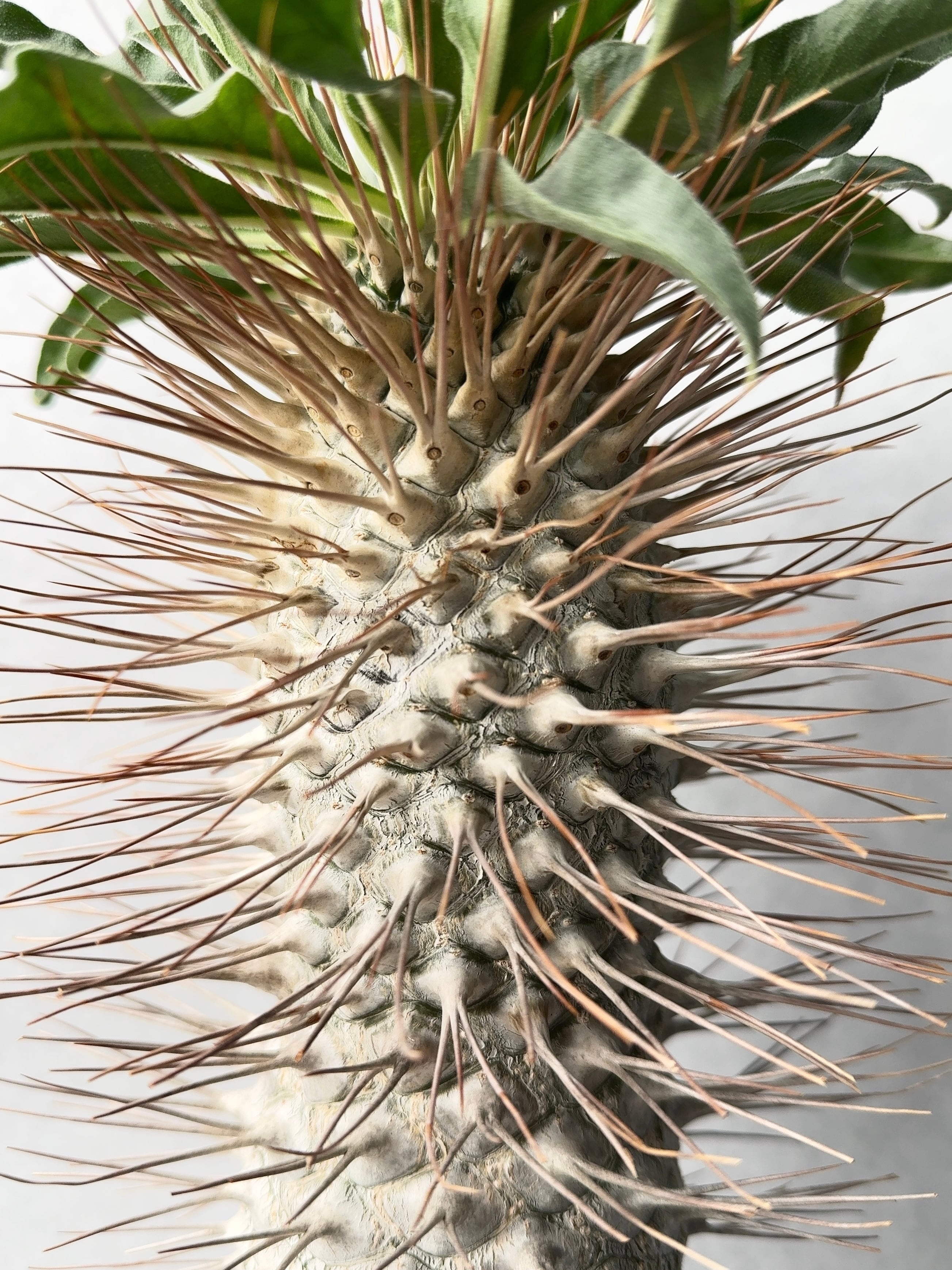 パキポディウム・ナマクアナム | trigger