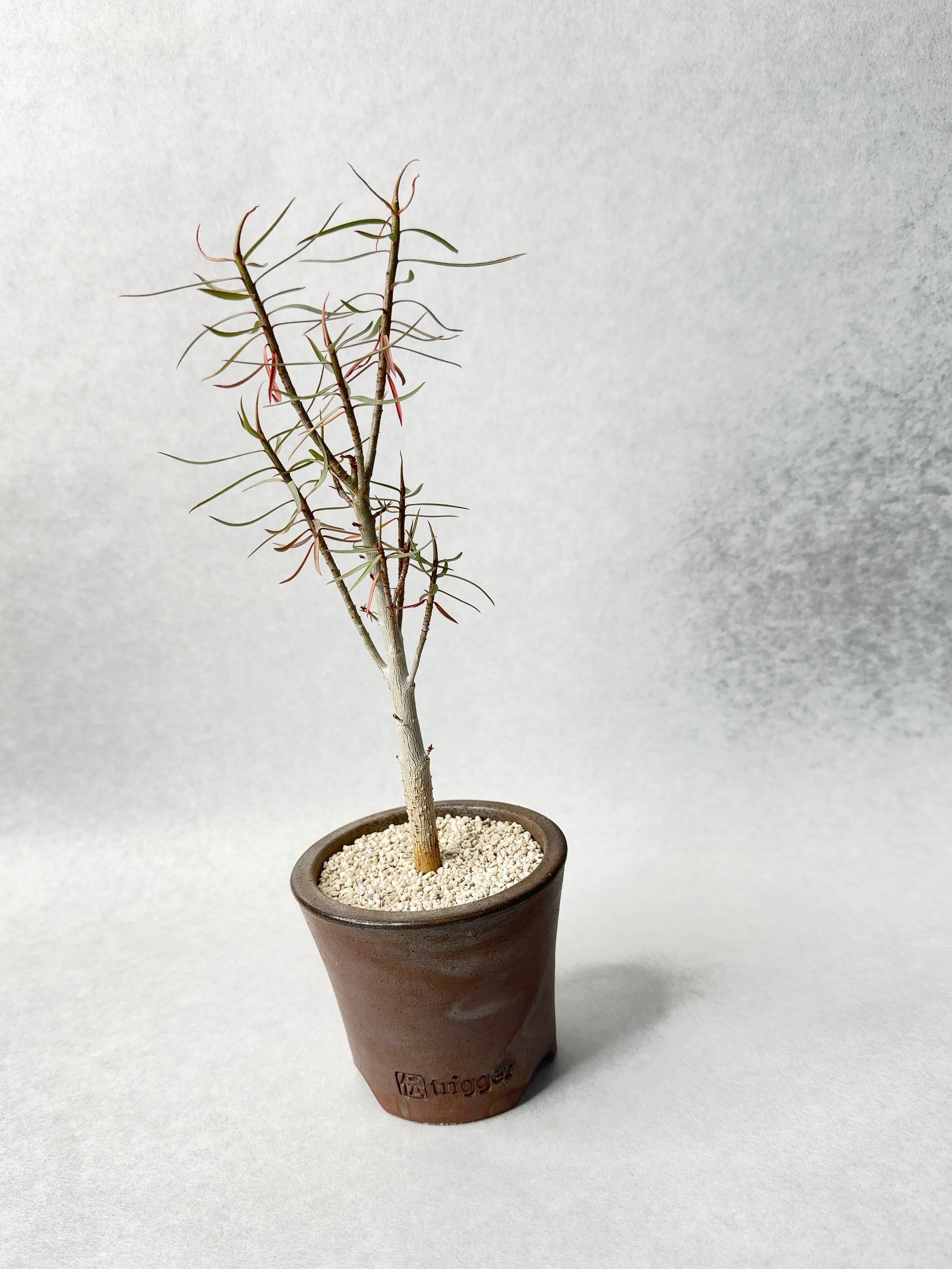 ユーフォルビア・バルサミフェラ | trigger