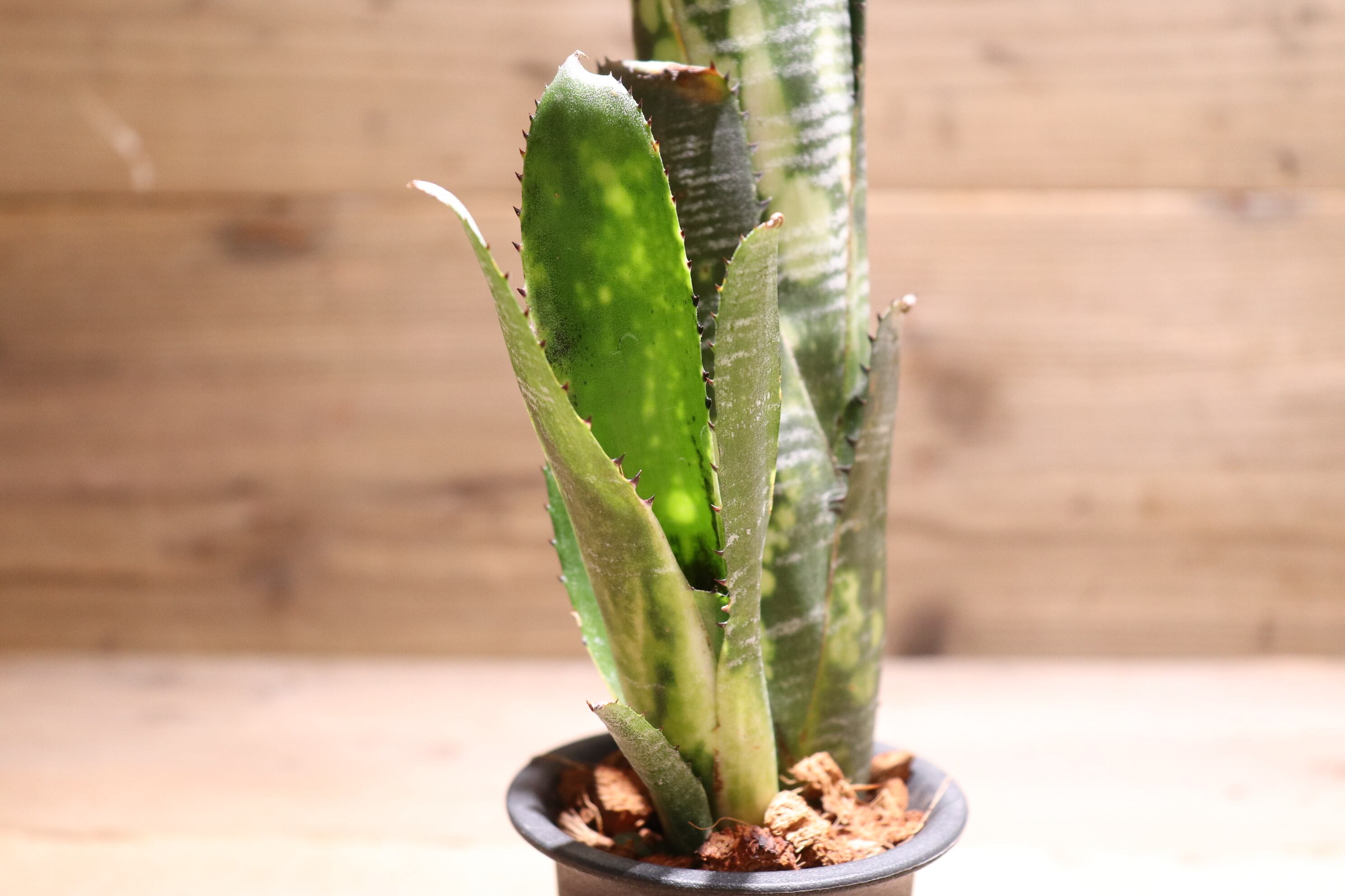 イベント先行販売】 Billbergia 'Domingos Martins' 子株付き