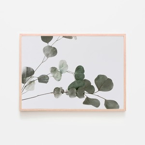 ユーカリ / アートポスター 植物 写真 2L〜 カラー 白黒 アートプリント 横向き 自然 観葉植物