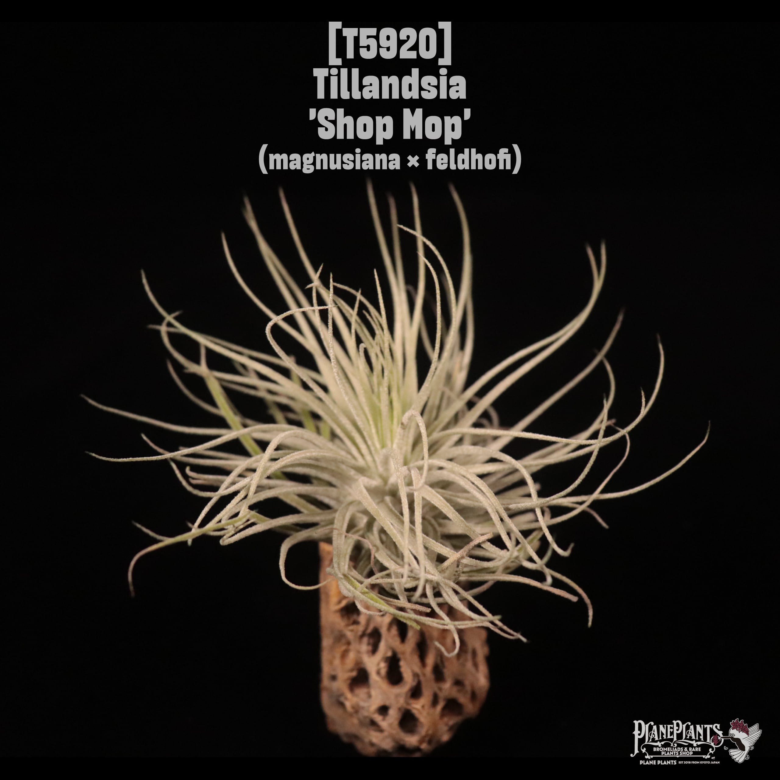 Tillandsia 'Shop Mop'〔エアプランツ〕T5920