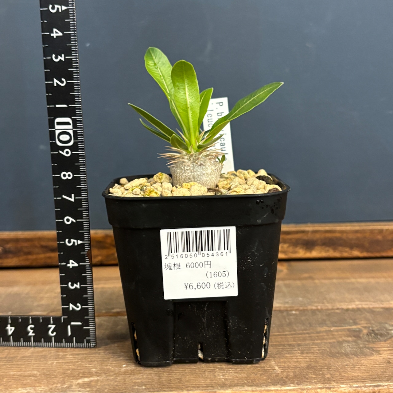 パキポディウム ブレビカウレ レウコキサンツム【329】