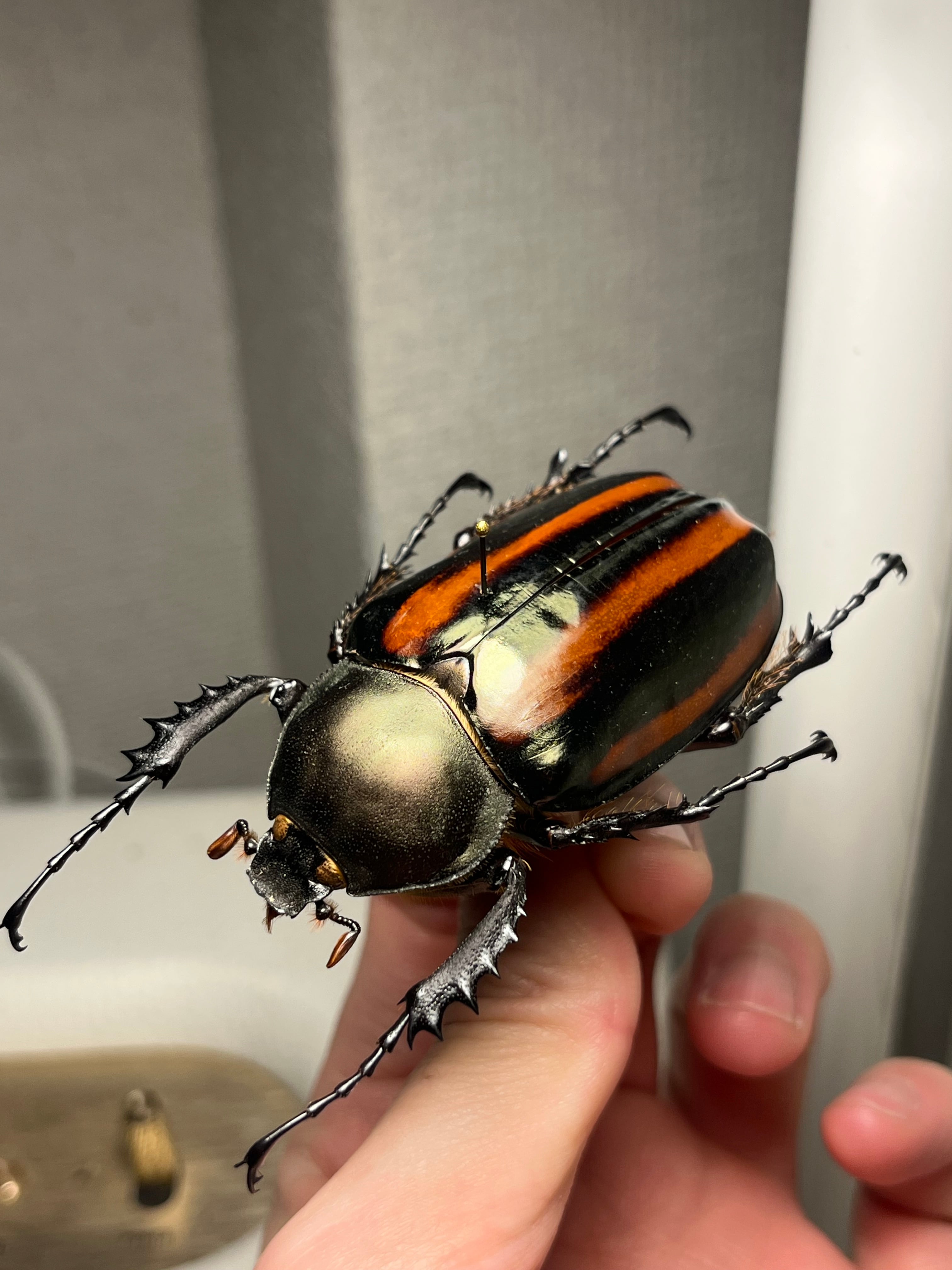 手長黄金最高峰】セスジドウナガテナガコガネ ♀標本 プラチナコガネ