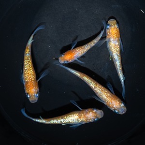 王華 若魚 （１ペア、2匹）Mサイズ【2026年生まれ】　