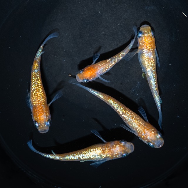 王華 若魚 （１ペア、2匹）Mサイズ【2026年生まれ】　