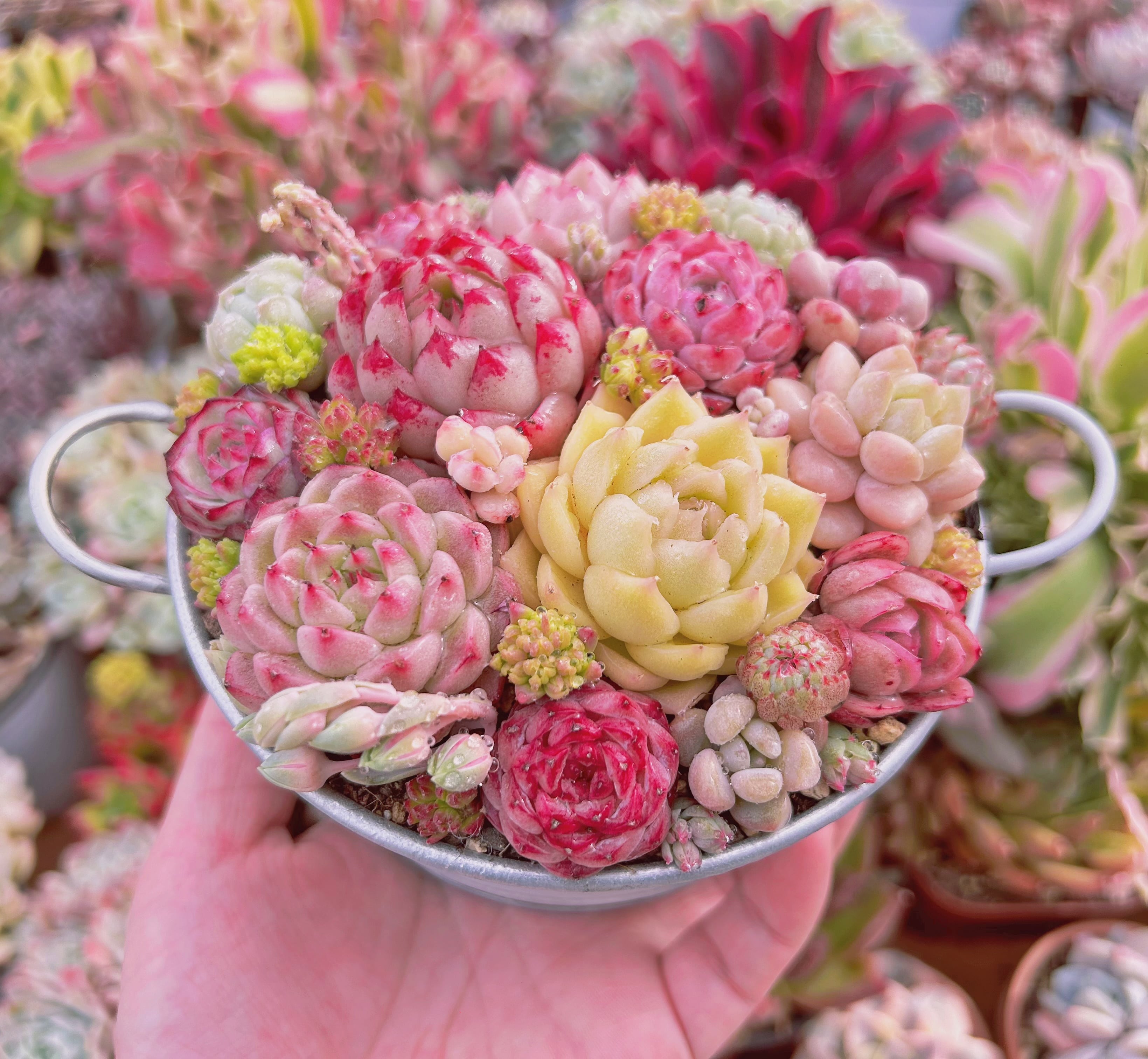 287現物 寄せ植えセット | るる農園~多肉植物専門
