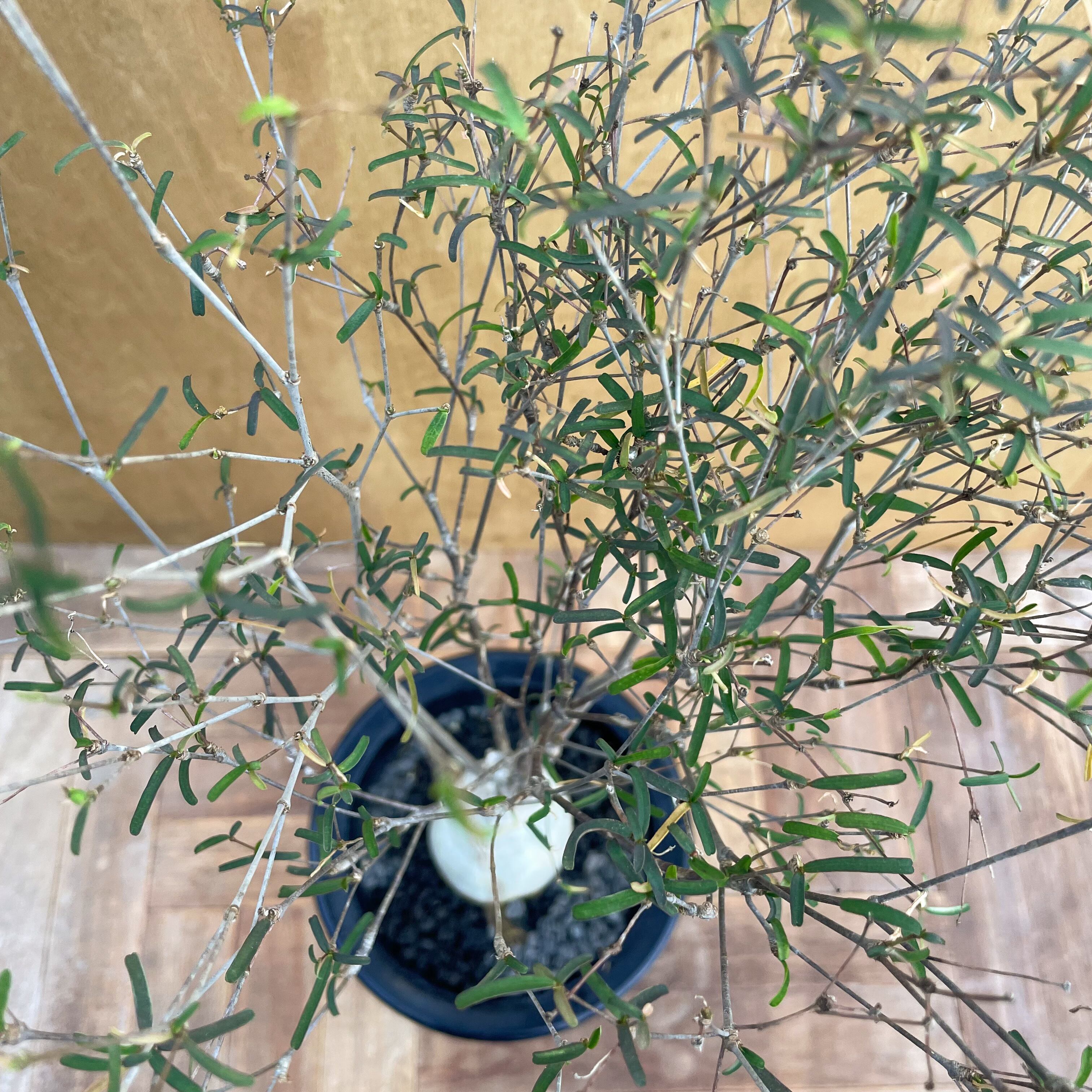 Euphorbia hedyotoides【ユーフォルビア・ヘディオトイデス】 | RIMO'S