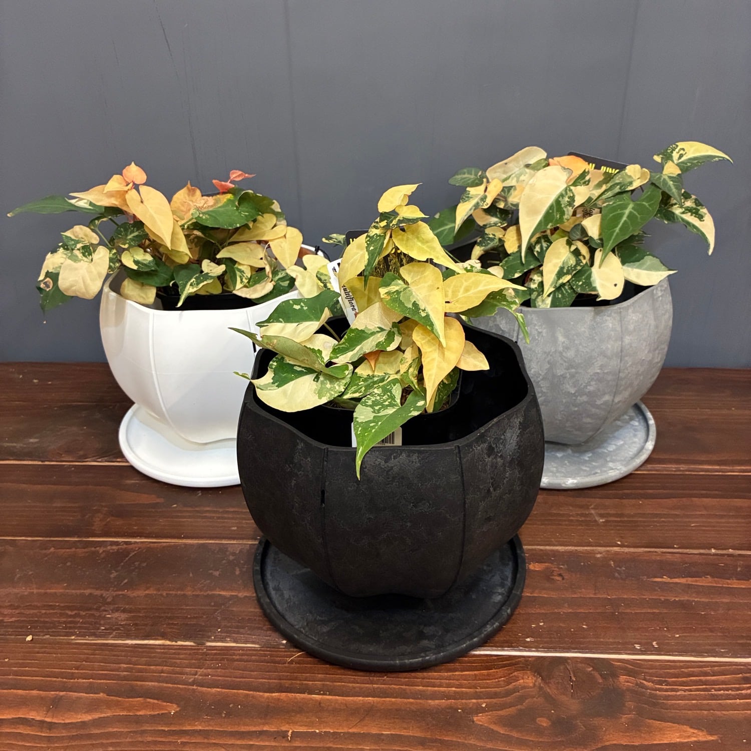 秋の植え替えフェア対象】【セット】ファロピア マルチフローラ