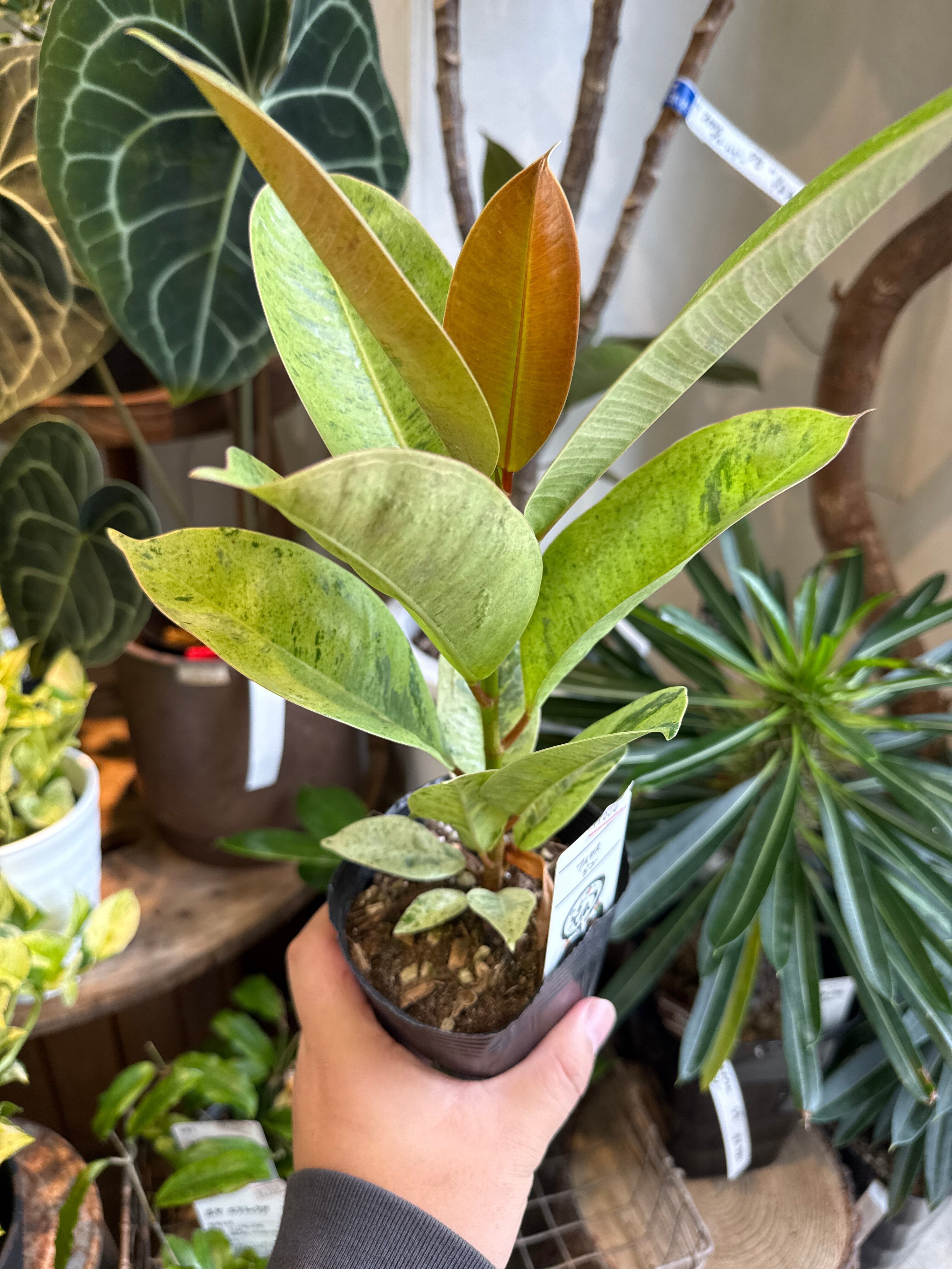 フィカス ジン | Gardenえん 【観葉熱帯植物・多肉植物】