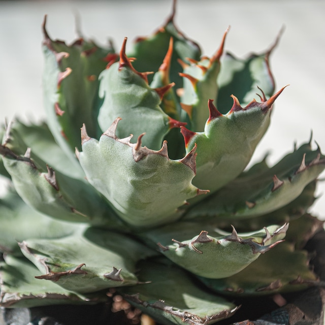 【初売り!!】アガベ 蠍蟹B (ヒメサソリガニ) No.1