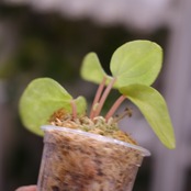Peperomia argyreia variegated / 極斑入り スイカペペロニア⑥│観葉植物